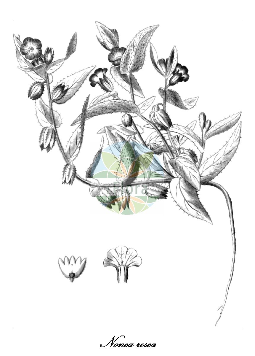 Nonea rosea - Boraginaceae,Plantae,Pteridobiotina,Angiosperms,Boraginales,Boraginaceae,Nonea,Nonea rosea,Anchusa latifolia, Anchusa rosea, Echioides grandiflora, Echioides rosea, Lycopsis rosea, Nonea grandiflora, Nonea reuteriana, Pulmonaria orientalis