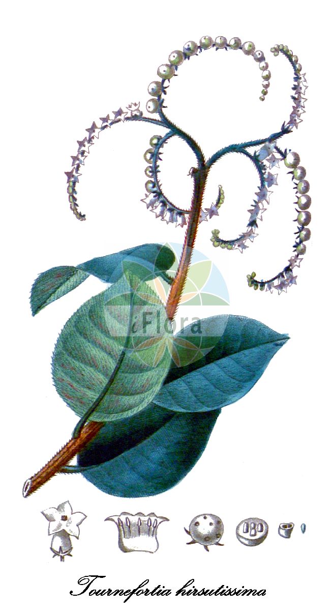 Heliotropium verdcourtii - Boraginaceae,Plantae,Pteridobiotina,Angiosperms,Boraginales,Boraginaceae,Heliotropium,Heliotropium verdcourtii,Bourreria cumanensis, Bourreria cumanensis, Cordia pellita, Ehretia cumanensis, Ehretia cymosa, Ehretia laevis var. cymosa, Messerschmidia hirsutissima, Messerschmidia tomentosa, Oskampia hirsuta, Pittonia hirsuta, Tournefortia alba, Tournefortia asperrima, Tournefortia bicolor var. calycosa, Tournefortia billbergiana, Tournefortia calycosa, Tournefortia carnosa, Tournefortia elliptica, Tournefortia hirsutissima, Tournefortia odorata, Tournefortia schomburgkii, Tournefortia tepicana, Tournefortia tomentosa