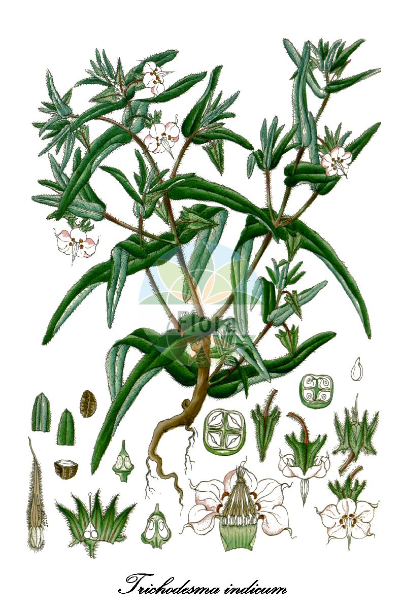 Trichodesma indicum - Boraginaceae,Plantae,Pteridobiotina,Angiosperms,Boraginales,Boraginaceae,Trichodesma,Trichodesma indicum,Boraginella indica, Borago indica, Borago spinulosa, Borraginoides sagittata, Trichodesma hirsutum, Trichodesma spinulosum