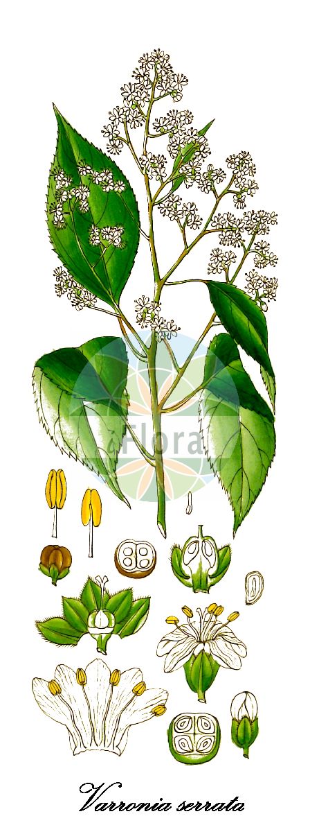 Varronia serrata - Boraginaceae,Plantae,Pteridobiotina,Angiosperms,Boraginales,Boraginaceae,Varronia,Varronia serrata,Cordia chamaedrifolia, Cordia chamaedrifolia, Cordia mirabiliflora, Cordia mirabiliflora var. chamaedrifolia, Cordia mirabiloides, Cordia strigosa, Cordiopsis mirabiliflora, Cordiopsis mirabiloides, Topiaris geniculata, Tournefortia chamaedrifolia, Tournefortia serrata, Varronia geniculata, Varronia mirabiloides
