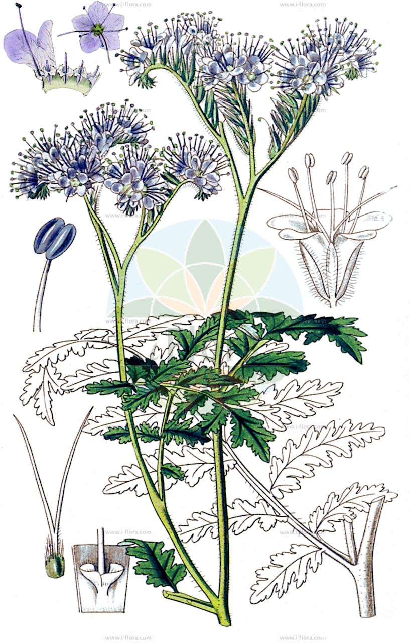 Phacelia tanacetifolia - Boraginaceae,Plantae,Pteridobiotina,Angiosperms,Boraginales,Boraginaceae,Phacelia,Phacelia tanacetifolia,Phacelia commixta, Phacelia tanacetifolia var. pseudodistans, Phacelia tripinnata,Büschelschön;Büschelblume;Rainfarn-Büschelschön;phacelia;california bluebell;tansy phacelia;lacy phacelia;Phacélie à feuilles de tanaisie;facelia tanacetifolia;Phacelia;facelia;phacelia con foglie di tanaceto;phacelia;фаселия пижмолистная;фаселия рябинолистная;arıballığı;facelie;facelija;purper parelzaad;honungsfacelia;facelia błękitna;facelia mniejsza;facelia wrotyczolistna;méhvirág;svazenka vratičolistá;facélia vratičolistá;sväzenka vratičolistá;фацелія пижмолиста;грапаволистна фаселия;harilik keerispea;parastā facēlija;vanlig honningurt;aitohunajakukka;фацелија;bitenė facelija