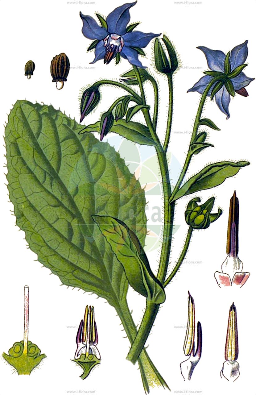 Borago officinalis - Boraginaceae,Plantae,Pteridobiotina,Angiosperms,Boraginales,Boraginaceae,Borago,Borago officinalis,Borago advena, Borago aspera, Borago hortensis,Boretsch;Gurkenkraut;Echter Boretsch;Einjähriger Boretsch;Borretsch;borage;bee plant;common borage;cool tankard;talewort;Bourrache officinale;bourrache commune;borraja común;alcohelo;borraina;borraga común;borraja;Borragine comune;borrana comune;gewoone bernagie;gewone bernagie;bernagie;borragem-comúm;borragem-comum;borrage;borragem;chupa-mel;огуречник лекарственный;hodan;shaja mjekësore;shajë;borraina;borratja;ljekoviti oštrolistac;vanlig gurkört;stofferblomma;gurkört;hjulkrone;ogórecznik lekarski;borago;boriji;rurijisa;ボラゴ;ボリジ;ルリジサ;borágó;brutnák lékařský;boranţă;limba mielului;otrăţel;borák lekársky;огірочник лікарський;пореч;harilik kurgirohi;ārstniecības gurķene;agurkurt;rohtopurasruoho;fidloqqom;vaistinė agurklė;βορατσίνο