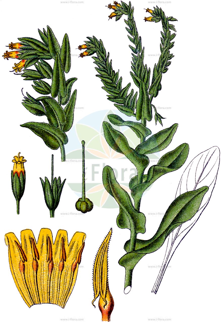 Cerinthe glabra - Boraginaceae,Plantae,Pteridobiotina,Angiosperms,Boraginales,Boraginaceae,Cerinthe,Cerinthe glabra,Cerinthe alpina, Cerinthe alpina subsp. velebitica, Cerinthe glabra subsp. caucasica, Cerinthe glabra subsp. pirinica, Cerinthe glabra subsp. pyrenaica, Cerinthe glabra var. pirinica, Cerinthe pyrenaica, Cerinthe suevica,Alpen-Wachsblume;Kahle Wachsblume;Mélinet des Alpes;cérinthe glabre;mélinet glabre;Erba vaiola alpina;cerinte alpina;cerinte glabra;erba-vajola alpina;восковник альпийский;восковник гладкий;восковник голый;çobansüzeği;qirinthë;gola visika;ośmiał alpejski;гол меденик