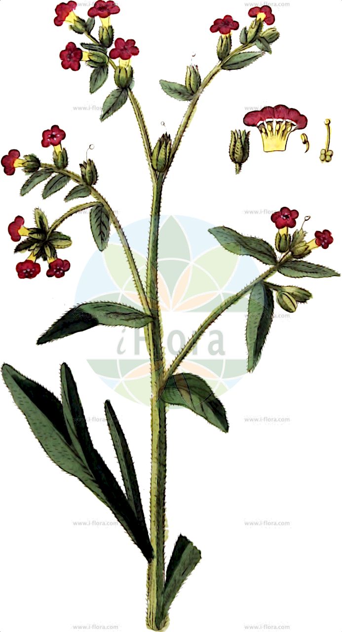 Pardoglossum cheirifolium - Boraginaceae,Plantae,Pteridobiotina,Angiosperms,Boraginales,Boraginaceae,Pardoglossum,Pardoglossum cheirifolium,Cynoglossum argenteum, Cynoglossum cheirifolium, Cynoglossum cheirifolium var. heterocarpum, Cynoglossum clavatum, Cynoglossum decipiens, Cynoglossum lineatum,Goldlackblättrige Hundszunge;cynoglosse à feuilles de giroflée;viniebla de hojas de alheli;carruchera;oreja de liebre;viniebla;viniebla de hojas de alhelí;lingua di cane a fiori di cheiri;lingua di cane giallastra;cinoglossa-de-folhas-de-goivo;cinoglossa-de-folha-de-goivo;folha-de-goivo;чернокорень лакфиолелистный;besneula de fulla blanca