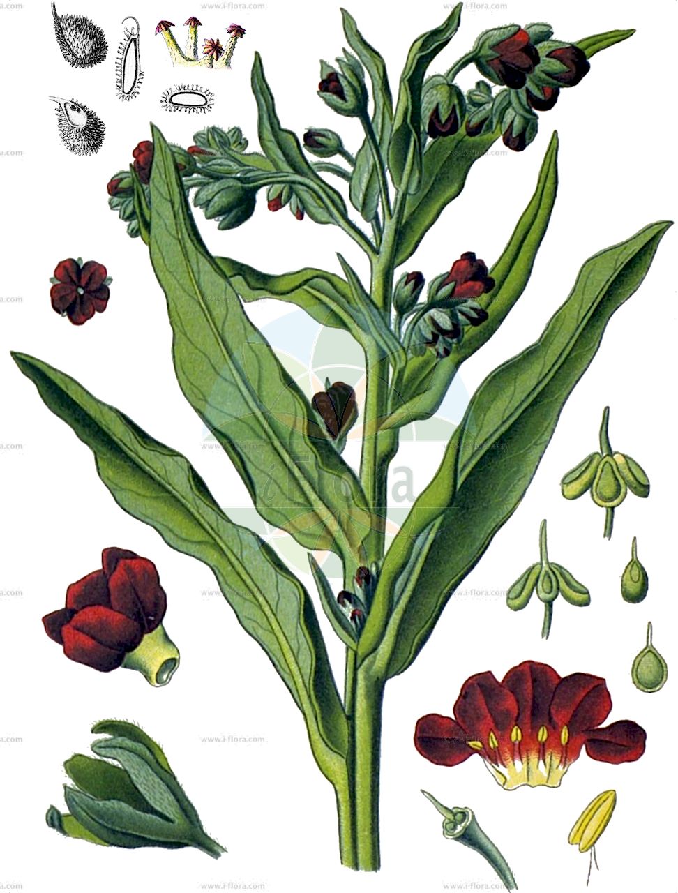 Cynoglossum officinale - Boraginaceae,Plantae,Pteridobiotina,Angiosperms,Boraginales,Boraginaceae,Cynoglossum,Cynoglossum officinale,Cynoglossum album, Cynoglossum bicolor, Cynoglossum bicolor, Cynoglossum foetens, Cynoglossum hybridum, Cynoglossum hybridum, Cynoglossum paucisetum, Cynoglossum ruderale, Cynoglossum vulgare,Echte Hundszunge;Gewöhnlich Hundszunge;Gewöhnliche Hundszunge;hound's-tongue;common houndstongue;veldhondstong;gypsyflower;Cynoglosse officinal;Langue de chien;cynoglosse officinale;lengua de perro comun;oreja de liebre;lengua de perro común;carruchera;carruchete;cinoglosa;cizoglosa;hierbeta;lengua de perro;Lingua di cane vellutina;cinoglossa;erba vellutina;lingua di cane officinale;hondstong;veldhondstong;чернокорень лекарственный;gözpıtrağı;gjuhëqen;gjuhëqeni mkekësor;besneula oficinal;llengua de ca;ljekoviti pasji jezik;hundtunga;munklöss;lægehundetunge;ostrzeń pospolity;navadni pasji jezik;közönséges ebnyelvűfű;užanka lékařská;limba-câinelui;psí jazyk lekársky;psojazyk lekársky;чорнокорінь лікарський;лечебна наумка;наумка;планинский нишинец;harilik rass;dziedniecības suņmēle;hundetunge;rohtokoirankieli;једноструки језик пасји;обични мишинац;vaistinė šunlielė;κινόγλωσσα