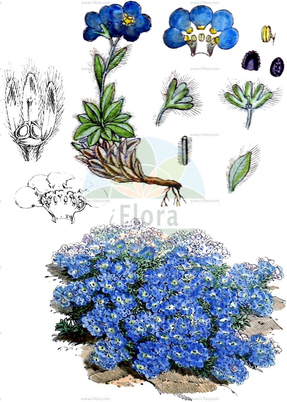 Eritrichium nanum - Boraginaceae,Plantae,Pteridobiotina,Angiosperms,Boraginales,Boraginaceae,Eritrichium,Eritrichium nanum,Eritrichium hacquetii, Eritrichium nanum var. nanum, Eritrichium tergloviense, Lappula nana, Myosotis hacquetii, Myosotis nana, Myosotis nana, Myosotis pauciflora, Myosotis terglovensis, Omphalodes nana,Himmelsherold;king-of-the-alps;alpine forget-me-not;dwarf forget-me-not;arctic alpine forget-me-not;Eritriche nain;Roi-des-Alpes;eritrichium nain;éritrichium nain;éritriche nain;mousse d'azur;roi des Alpes;Eritrichio nano;nontiscordardimé nano;незабудочник карликовый;triglavska neboglasnica;ochi șarpelui;ochiul şarpelui;незабудочник низький