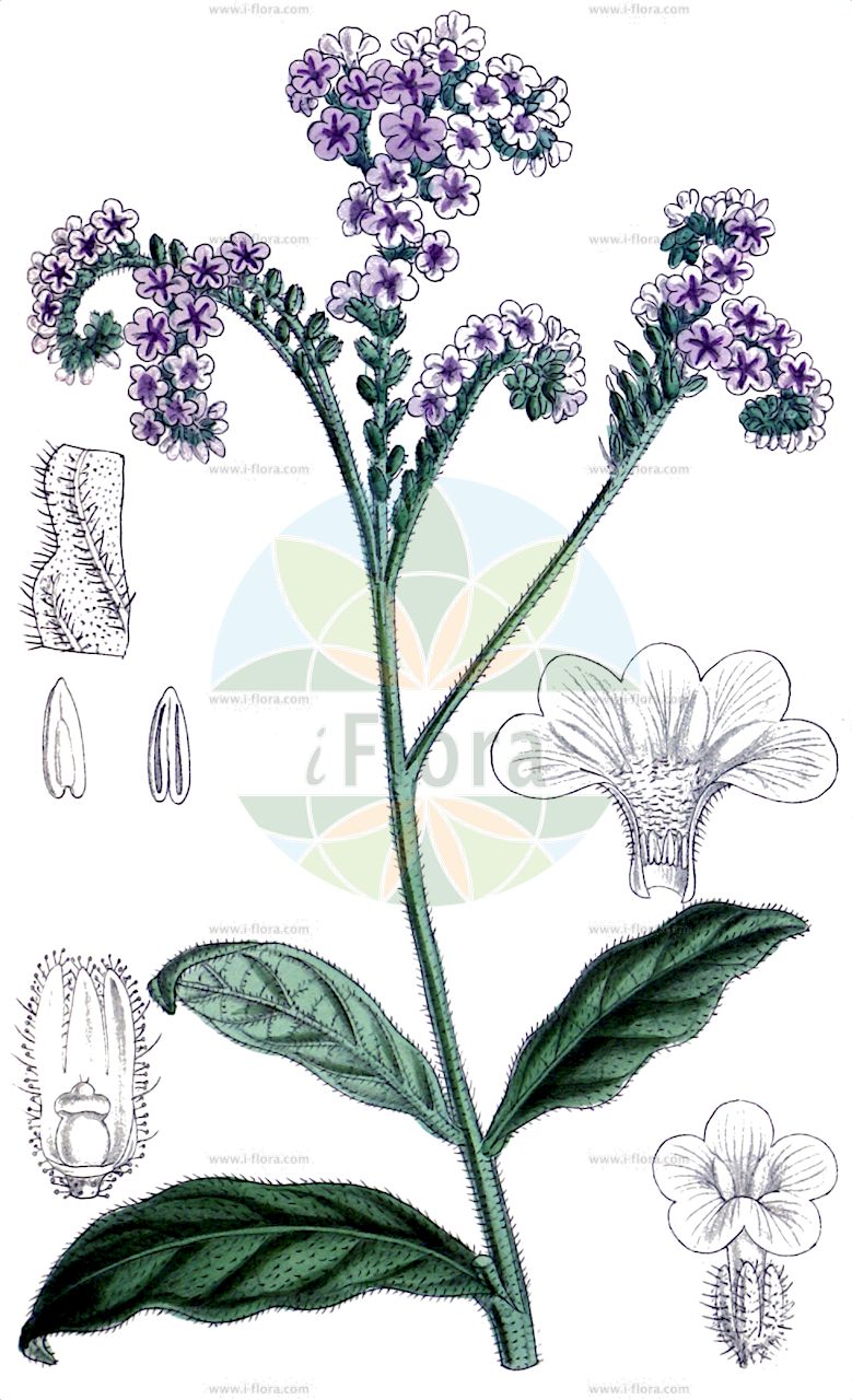 Heliotropium amplexicaule - Boraginaceae,Plantae,Pteridobiotina,Angiosperms,Boraginales,Boraginaceae,Heliotropium,Heliotropium amplexicaule,Cochranea anchusaefolia, Cochranea anchusifolia, Cochranea anchusifolia var. latifolia, Heliophytum anchusifolium, Heliophytum anchusifolium var. angustifolium, Heliophytum anchusifolium var. latifolium, Heliophytum lithospermifolium, Heliotropium anchusifolium, Heliotropium anchusifolium f. grandiflorum, Heliotropium anchusifolium f. medium, Heliotropium anchusifolium f. parviflorum, Heliotropium anchusifolium var. angustifolium, Heliotropium anchusifolium var. angustifolium, Heliotropium anchusifolium var. latifolium, Heliotropium anchusifolium var. lithospermifolium, Heliotropium bolivianum, Heliotropium lithospermifolium, Heliotropium montevidense, Heliotropium semiamplexicaule,Purpur-Sonnenwende;herbe bleue;borraja del campo;eliotropio purpureo;borragem-do-campo;гелиотроп стеблеобъемлющий