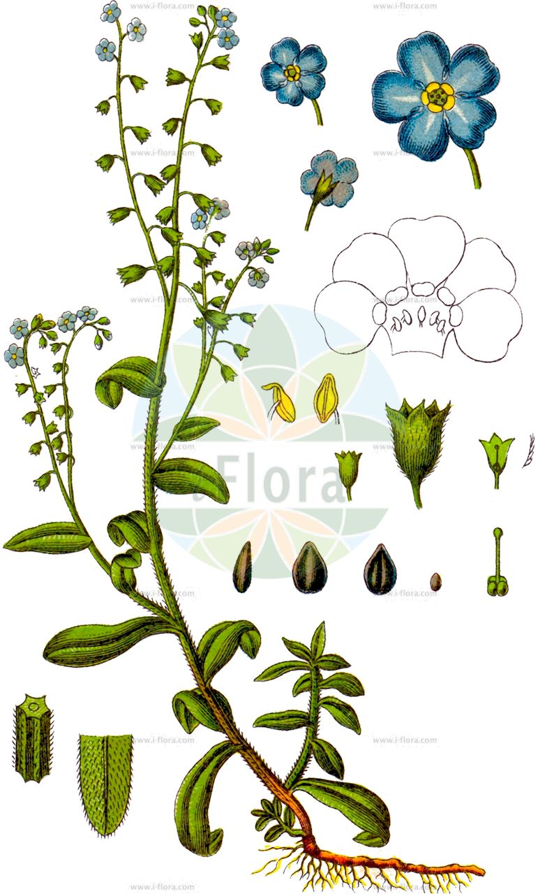 Myosotis scorpioides - Boraginaceae,Plantae,Pteridobiotina,Angiosperms,Boraginales,Boraginaceae,Myosotis,Myosotis scorpioides,Echioides palustris, Echioides perennis, Myosotis palustris, Myosotis scorpioides var. palustris,Sumpf-Vergissmeinnicht;Gewöhnliches Sumpf-Vergißmeinicht;Großblütiges Sumpf-Vergißmeinicht;water forget-me-not;true forget-me-not;spring forget-me-not;Myosotis des marais;myosotis faux-scorpion;aimez-moi;herbe grasse;myosotis faux scorpion;myosotis scorpioïde;ne-m'oubliez-pas;oreille de rat;oreille de souris;plus-je-te-vois-plus-je-t'aime;scorpione de marais;souvenez-vous-de-moi;miosotis de agua;nomeolvides de agua;nomeolvides;Nontiscordardimé delle paludi;scorpiona di padule;miosotide palustre;non-ti-scordar-di-me di palude;rams-lök;moerasvergeet-mij-nietje;moerasvergeet-mij-niet;незабудка болотная;незабудка скорпионовидная;lulemiza e moçaleve;lulemizë;miosotis palustre;močvarna potočnica;äkta förgätmigej;eng-forglemmigej;niezapominajka błotna;wasurenagusa;ワスレナグサ;močvirska spominčica;mocsári nefelejcs;pomněnka bahenní;nezábudka močiarna;незабудка болотна;блатна незабравка;soo-lõosilm;purva neaizmirstule;engforglemmegei;meriluhtalemmikki;engjamunablóm;обични споменак;споменак;pelkinė neužmirštuolė