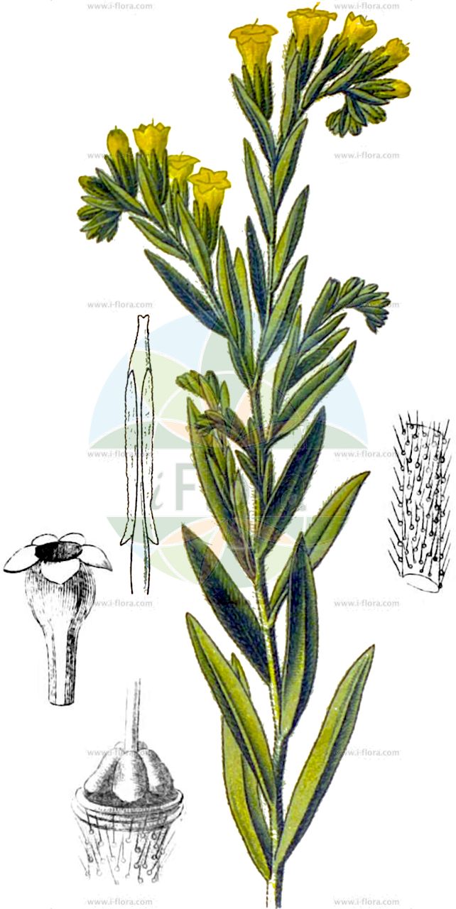 Onosma arenaria - Boraginaceae,Plantae,Pteridobiotina,Angiosperms,Boraginales,Boraginaceae,Onosma,Onosma arenaria,Onosma setosa subsp. transrhymnensis, Onosma transrhymnensis, Onosma transrhymnensis