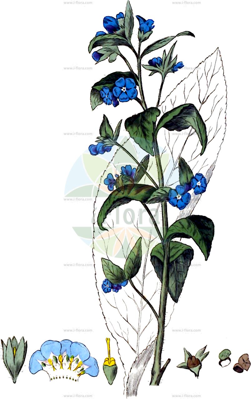 Pentaglottis sempervirens - Boraginaceae,Plantae,Pteridobiotina,Angiosperms,Boraginales,Boraginaceae,Pentaglottis,Pentaglottis sempervirens,Anchusa adamii, Anchusa sempervirens, Anchusa vulgaris, Buglossa sempervirens, Buglossum sempervirens, Caryolopha sempervirens, Omphalodes sempervirens,Immergrüne Fünfzunge;Ausdauernde Ochsenzunge;Grüne Ochsenzunge;Fünfzunge;green alkanet;buglosse toujours verte;pentaglottis toujours verte;buglosa;cinco lenguas;consuelda;lechuga de caballo;lengua de buey;lenguaza fresca;melera;buglossa ovata;overblijvende ossentong;olho-de-gato;пентаглоттис вечнозелёный;hästtunga;femtunge;pilátka vždyzelená