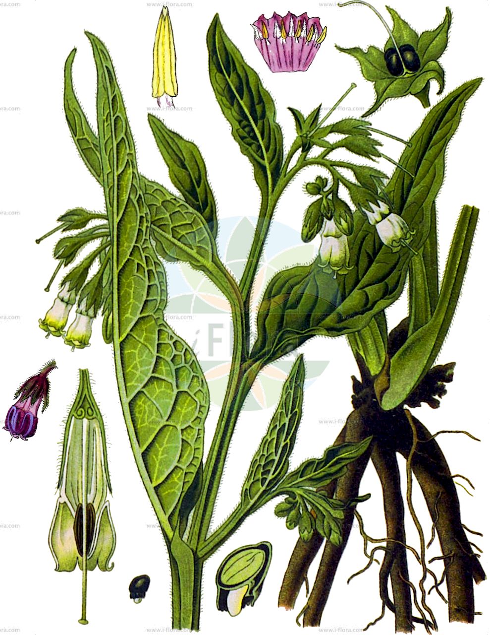 Symphytum officinale - Boraginaceae,Plantae,Pteridobiotina,Angiosperms,Boraginales,Boraginaceae,Symphytum,Symphytum officinale,Consolida major, Consolida major, Symphytum album, Symphytum ambiguum, Symphytum besseri, Symphytum bohemicum, Symphytum commune, Symphytum consolida, Symphytum elatum, Symphytum majus, Symphytum microcalyx, Symphytum molle, Symphytum patens, Symphytum peregrinum, Symphytum rakosiense, Symphytum stenophyllum,Gewöhnlicher Beinwell;Böhmischer Beinwell;Sumpf-Beinwell;Echte Wallwurz;Weißgelber Beinwell;Arznei-Beinwell;Wasser-Beinwell;Wallwurz;Offizineller Beinwell;Schwarzwurz;common comfrey;Consoude officinale;grande consoude;langue de vache;confée;conflée;consyre;grande consyre;herbe à la coupure;herbe aux charpentiers;oreille d'âne;oreilles de vache;pecton;consuelda mayor;sinfito mayor;hierba de las cortaduras;oreja de asno;ricasuelda;sínfito;sínfito mayor;suelda;suelda consuelda;Consolida maggiore;simfito;alo;erba di San Lorenzo;naro;orecchia d'asino;sinfito;smeerwortel;gewone smeerwortel;consolida-maior;consolda;consólida-maior;grande-consolde;orelhas-de-asno;окопник богемский;окопник бродячий;окопник чужеземный;окопник чужеродный;окопник лекарственный;karakafesotu;kufilma mjekesëre;kufilmë;consolda major;ljubičasti gavez;reuzen-kalebas;äkta vallört;læge-kulsukker;żywokost czeski;żywokost lekarski;hirehari-sô;hirenorisô;konfuri;コンフリ;ヒレノリソゥ;ヒレハリソウ;navadni gabez;fekete nadálytő;kostival český;kostival lékařský;tănăneasă;kostihoj lekársky;живокіст богемський;живокіст попова;живокіст лікарський;черен оман;harilik varemerohi;ārstniecības tauksakne;valurt;tummarohtoraunioyrtti;обични гавез;vaistinė taukė;φαρμακευτικό στεκούλι;jù hé cǎo;聚合草