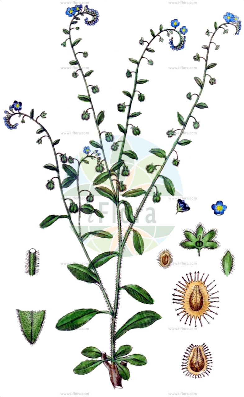 Hackelia deflexa - Boraginaceae,Plantae,Pteridobiotina,Angiosperms,Boraginales,Boraginaceae,Hackelia,Hackelia deflexa,Cynoglossospermum deflexum, Cynoglossum deflexum, Echinospermum deflexum, Echinospermum matsudairai, Echinospermum pyrenaicum, Echinospermum secundum, Eritrichium deflexum, Hackelia deflexa var. deflexa, Hackelia matsudairae, Hackelia matsudairai, Lappula matsudairae, Lappula matsudairai, Myosotis deflexa, Rochelia deflexa,Herabgebogener Igelsame;Zurückgekrümmter Igelsame;Zurückgebogener Igelsame;Wald-Igelsame;nodding stickseed;Echinosperme réfléchi;fausse bardane réfléchie;Lappolina incurvata;гакелия повислая;гакелия повислоплодная;гакелия поникшая;липучка отклонённая;липучка повислая;stickelfrö;lepnik odgiętoowockowy;kónya koldustetű;közönséges borostyán;lopuštík skloněný;hakélia zohnutá;гакелія пониклоплода