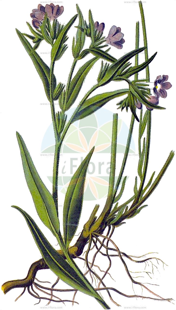 Aegonychon purpurocaeruleum - Boraginaceae,Plantae,Pteridobiotina,Angiosperms,Boraginales,Boraginaceae,Aegonychon,Aegonychon purpurocaeruleum,Aegonychon repens, Buglossoides purpurocaerulea, Lithospermum caeruleum, Lithospermum longiflorum, Lithospermum lucanum, Lithospermum pumilum, Lithospermum purpurascens, Lithospermum purpureum, Lithospermum purpurocaeruleum, Lithospermum violaceum, Margarospermum purpureocoeruleum, Margarospermum purpurocaeruleum, Rhytispermum purpurocaeruleum,Purpurblaue Rindszunge;Blauroter Steinsame;Purpurblauer Steinsame;Blauer Steinsame;blue gromwell;purple gromwell;Grémil pourpre bleu;grémil bleu;thé d'Europe;grémil pourpre-bleu;aljófar derramada;lengua de pedrisca;mijo del sol de la flor azul;Erba perla azzurra;erba-perla azzurra;migliarino violaceo;rimpel-roos;purper parelzaad;воробейник пурпурно-голубой;воробейник пурпурно-синий;воробейник фиолетовый;эгонихон пурпурно-голубой;эгонихон пурпуровосиний;эгонихон фиолетово-голубой;эгонихон фиолетово-синий;gök taşkesen;buglosoide;mill gruà;modra biserka;nawrot czerwonobłękitny;škrlatnomodro ptičje seme;erdei gyöngyköles;kamejka modronachová;margeluse albastru;meisor albastru;kamienka modronachová;kamienkovec purpurovomodrý;егоніхон фіолетово-голубий;виолетова белоочница;румено врапсеме