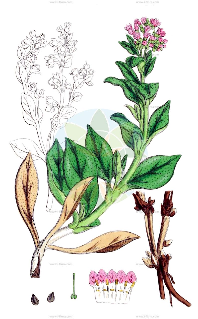 Mertensia maritima - Boraginaceae,Plantae,Pteridobiotina,Angiosperms,Boraginales,Boraginaceae,Mertensia,Mertensia maritima,Casselia maritima, Casselia parviflora, Cerinthodes maritima, Hippoglossum maritimum, Lithospermum maritimum, Lithospermum simplicissimum, Mertensia maritima f. maritima, Mertensia maritima subsp. maritima, Mertensia maritima var. maritima, Mertensia parviflora, Pneumaria maritima, Pulmonaria maritima, Pulmonaria parviflora, Pulmonaria procumbens, Steenhammera maritima,Blauglöckchen;Mertensie;Pferdezunge;oysterplant;ostronört;nordisk hestetunge;strand-hestetunge;østersurt;blálilja