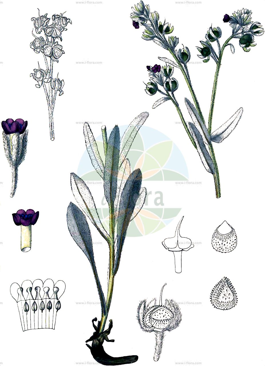 Pardoglossum cheirifolium - Boraginaceae,Plantae,Pteridobiotina,Angiosperms,Boraginales,Boraginaceae,Pardoglossum,Pardoglossum cheirifolium,Cynoglossum argenteum, Cynoglossum cheirifolium, Cynoglossum cheirifolium var. heterocarpum, Cynoglossum clavatum, Cynoglossum decipiens, Cynoglossum lineatum,Goldlackblättrige Hundszunge;cynoglosse à feuilles de giroflée;viniebla de hojas de alheli;carruchera;oreja de liebre;viniebla;viniebla de hojas de alhelí;lingua di cane a fiori di cheiri;lingua di cane giallastra;cinoglossa-de-folhas-de-goivo;cinoglossa-de-folha-de-goivo;folha-de-goivo;чернокорень лакфиолелистный;besneula de fulla blanca
