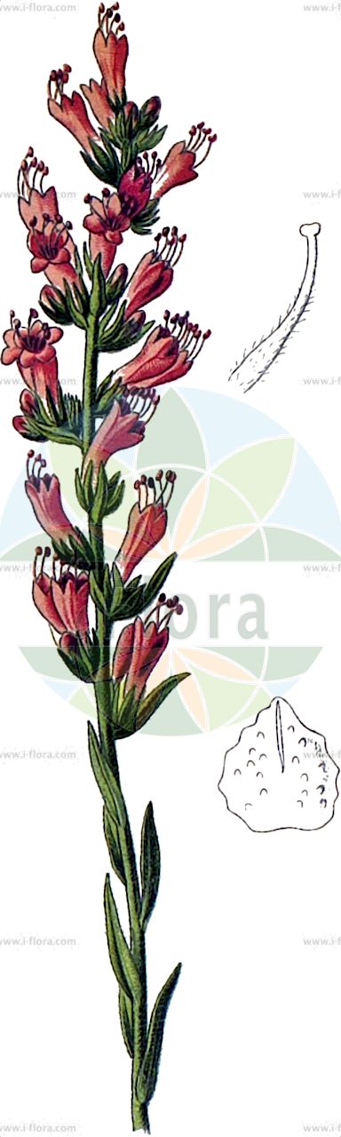 Pontechium maculatum - Boraginaceae,Plantae,Pteridobiotina,Angiosperms,Boraginales,Boraginaceae,Pontechium,Pontechium maculatum,Echium clavatum, Echium italicum, Echium kochii, Echium linearifolium, Echium maculatum, Echium papillosum, Echium popovii, Echium rossicum, Echium russicum, Echium russicum, Echium thyrsoideum,Roter Natternkopf;синяк красный;синяк пятнистый;синяк русский;ushqerëz;crvena lisičina;żmijowiec czerwony;piros kígyószisz;hadinec ruský;синяк плямистий;червено усойниче;црвена лисичине