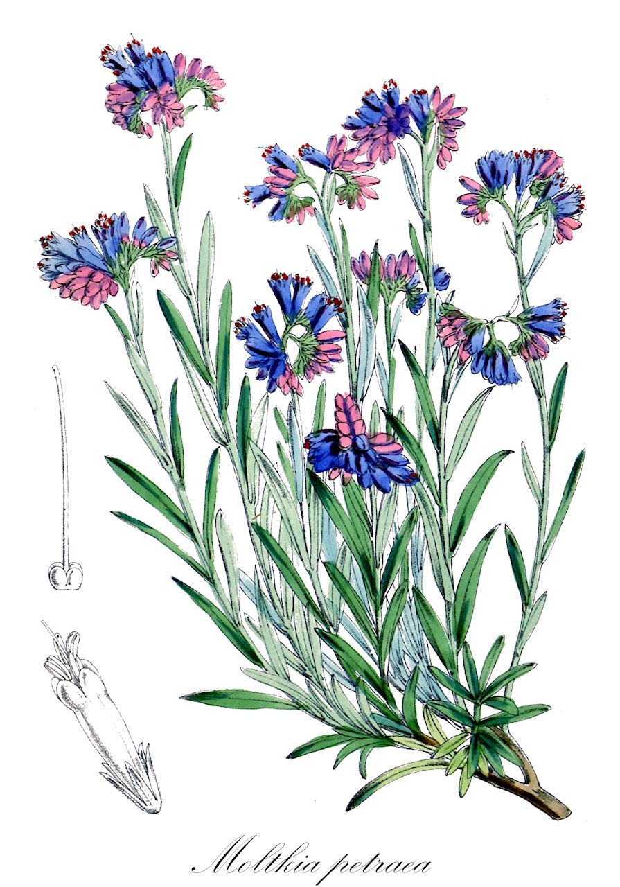 Moltkia petraea - Boraginaceae,Plantae,Pteridobiotina,Angiosperms,Boraginales,Boraginaceae,Moltkia,Moltkia petraea,Echium petraeum, Echium rosmarinifolium, Echium rosmarinifolium, Lithospermum petraeum, Lithospermum rosmarinifolium, Lobostemon rosmarinifolius,Felsen-Moltkie;moltkë;modro lasinje
