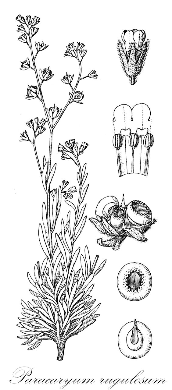 Paracaryum rugulosum - Boraginaceae,Plantae,Pteridobiotina,Angiosperms,Boraginales,Boraginaceae,Paracaryum,Paracaryum rugulosum,Cynoglossum rugulosum, Omphalodes rugulosa, Paracaryum rubriflorum, Picotia lithospermifolia,kaba çarşakotu;heilel mekummat;הֵילֵל מְקֻמָּט