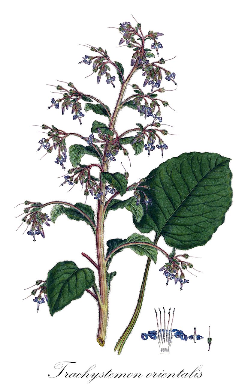 Trachystemon orientalis - Boraginaceae,Plantae,Pteridobiotina,Angiosperms,Boraginales,Boraginaceae,Trachystemon,Trachystemon orientalis,Borago constantinopolitana, Borago cordifolia, Borago inflata, Borago orientalis, Daphnopsis cordifolia, Nordmannia cordifolia, Psilostemon orientalis, Trachystemon orientalis,Orientalischer Rauling;Orient-Rauhblatt;Rauling;abraham-isaac-jacob;Bourrache du Caucase;трахистемон восиочный;трахистемон восточный;galdirik;източен лопох