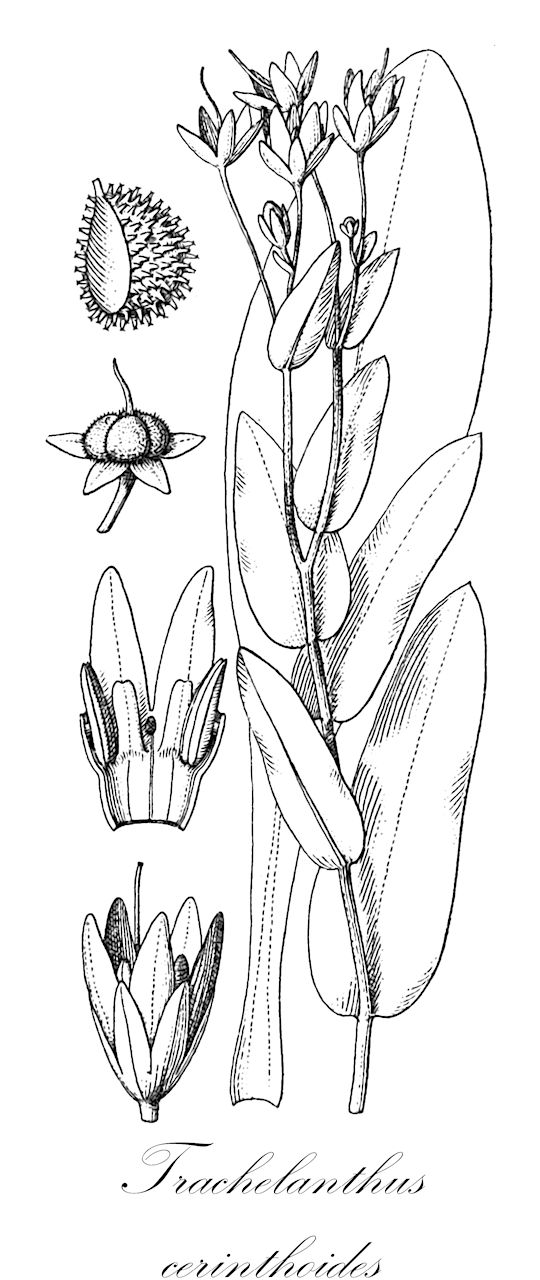 Trachelanthus cerinthoides - Boraginaceae,Plantae,Pteridobiotina,Angiosperms,Boraginales,Boraginaceae,Trachelanthus,Trachelanthus cerinthoides,Cerinthopsis kurdica, Cynoglossum cerinthoides, Lindelofia cerinthoides, Lindelofia kurdica, Solenanthus cerinthoides, Solenanthus kurdicus, Trachelanthus kurdicus