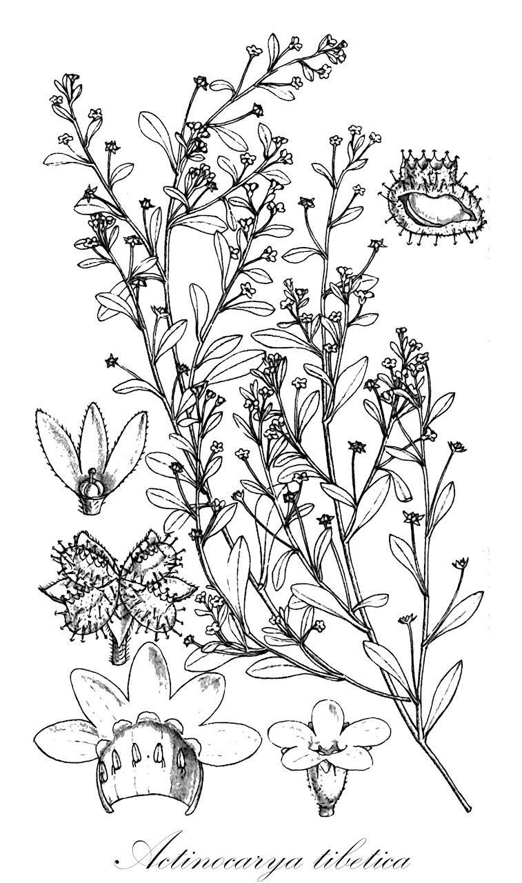 Actinocarya tibetica - Boraginaceae,Plantae,Pteridobiotina,Angiosperms,Boraginales,Boraginaceae,Actinocarya,Actinocarya tibetica,Actinocarya kansuensis, Glochidocaryum kansuense