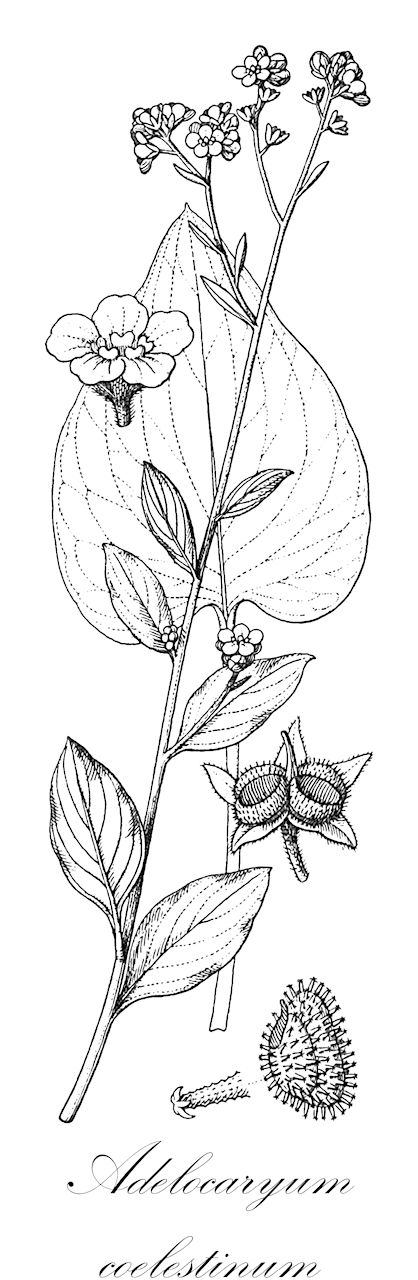Adelocaryum coelestinum - Boraginaceae,Plantae,Pteridobiotina,Angiosperms,Boraginales,Boraginaceae,Adelocaryum,Adelocaryum coelestinum,Cynoglossum coelestinum, Echinospermum caelestinum, Paracaryopsis coelestina, Paracaryum coelestinum