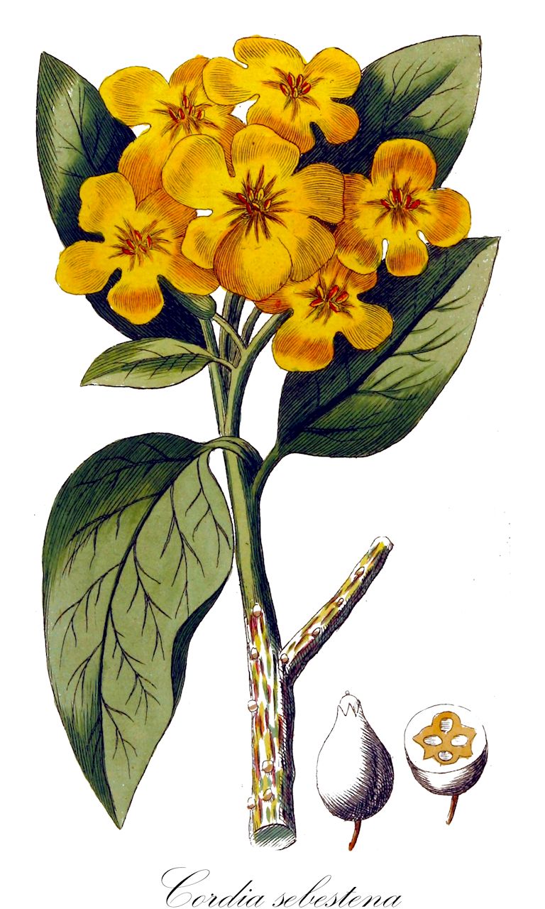 Cordia sebestena - Boraginaceae,Plantae,Pteridobiotina,Angiosperms,Boraginales,Boraginaceae,Cordia,Cordia sebestena,Cordia juglandifolia, Cordia laevis, Cordia sebestena var. rubra, Lithocardium laeve, Sebesten sebestena, Sebestena repanda