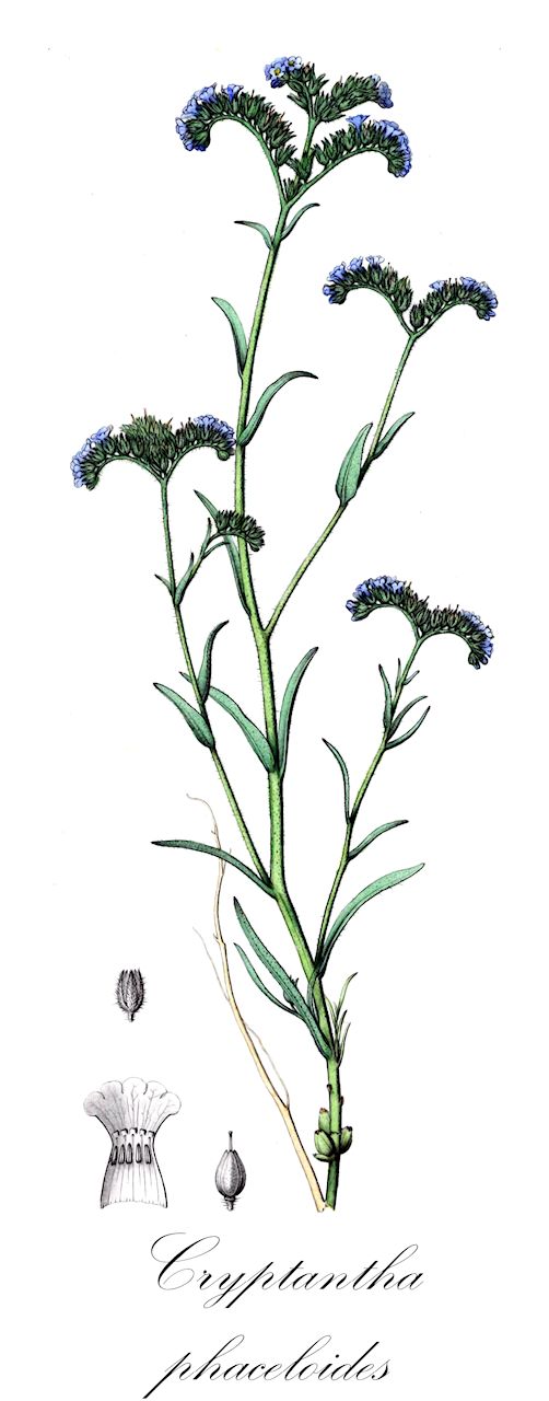 Cryptantha phaceloides - Boraginaceae,Plantae,Pteridobiotina,Angiosperms,Boraginales,Boraginaceae,Cryptantha,Cryptantha phaceloides,Cryptantha gayi, Eritrichium phaceloides