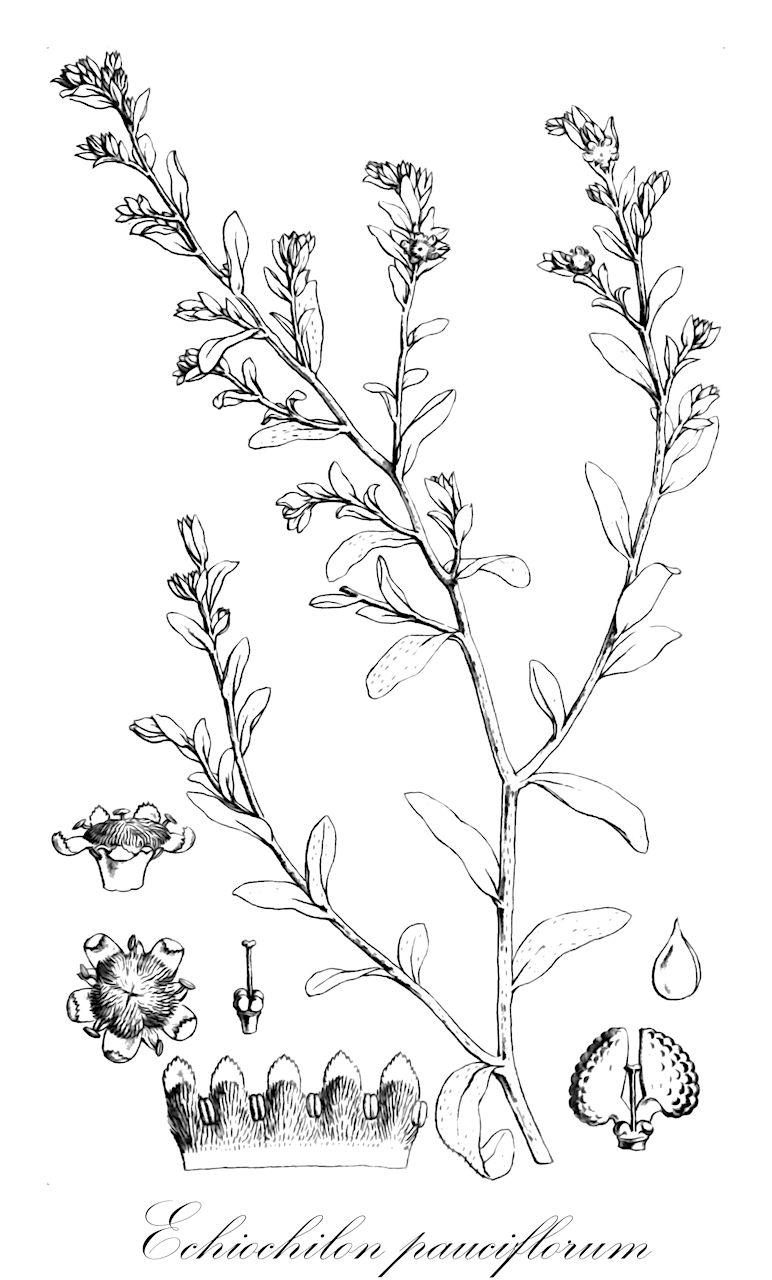 Echiochilon pauciflorum - Boraginaceae,Plantae,Pteridobiotina,Angiosperms,Boraginales,Boraginaceae,Echiochilon,Echiochilon pauciflorum,Sericostoma pauciflorum