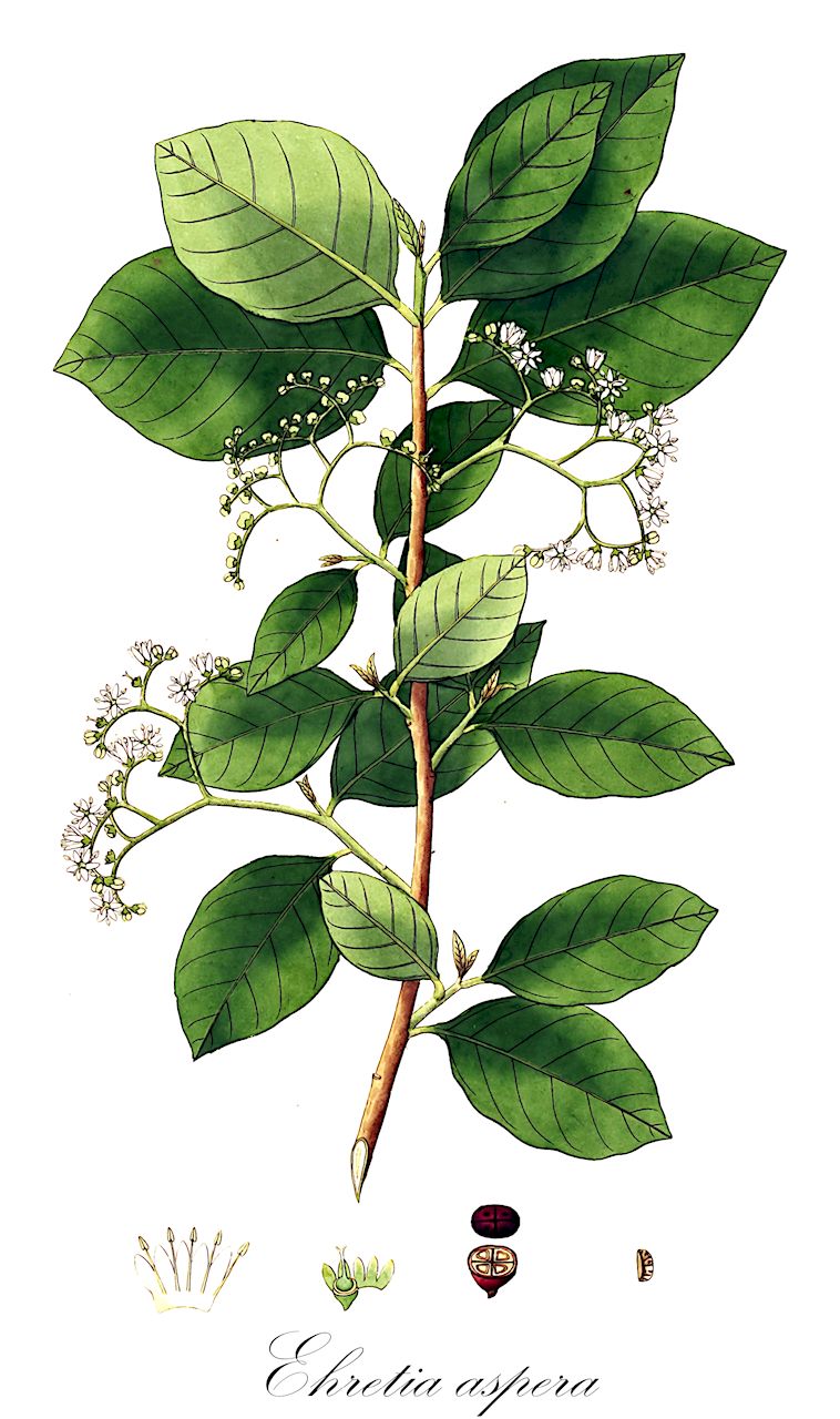 Ehretia aspera - Boraginaceae,Plantae,Pteridobiotina,Angiosperms,Boraginales,Boraginaceae,Ehretia,Ehretia aspera,Bourreria aspera, Bourreria dichotoma, Bourreria laevis, Bourreria punctata, Ehretia affinis, Ehretia aspera var. obtusifolia, Ehretia canarensis, Ehretia catronga, Ehretia championii, Ehretia cutranga, Ehretia floribunda, Ehretia heynei, Ehretia indica, Ehretia laevis, Ehretia laevis var. aspera, Ehretia laevis var. canarensis, Ehretia laevis var. floribunda, Ehretia laevis var. platyphylla, Ehretia laevis var. pubescens, Ehretia ovalifolia, Ehretia pubescens, Ehretia punctata, Ehretia punctata, Traxilum asperatum