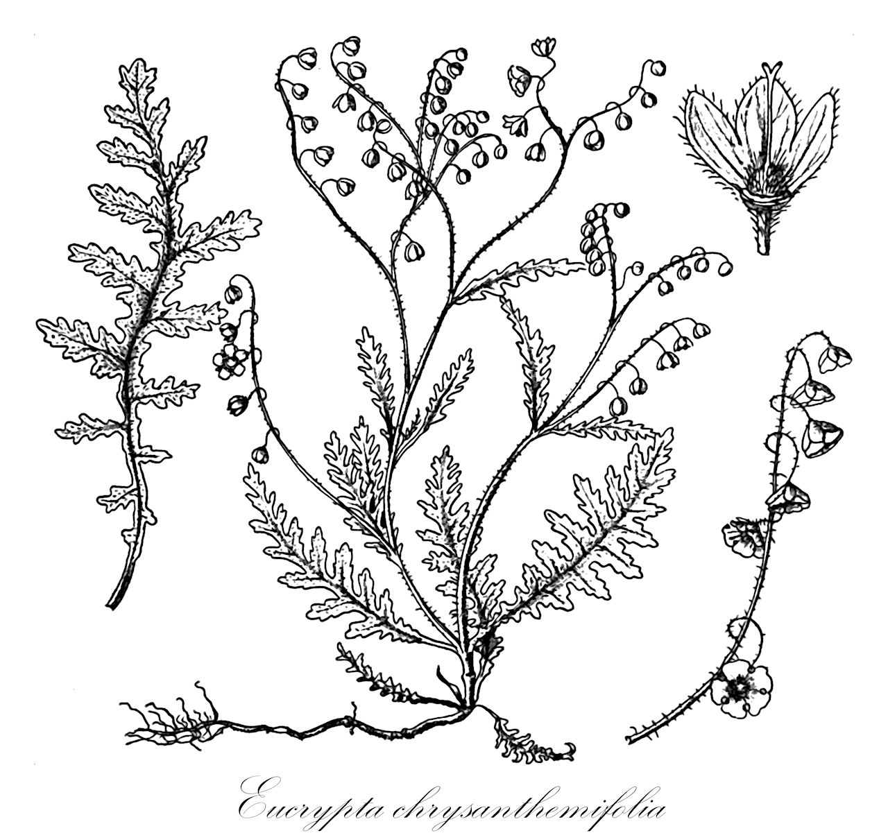 Eucrypta chrysanthemifolia - Boraginaceae,Plantae,Pteridobiotina,Angiosperms,Boraginales,Boraginaceae,Eucrypta,Eucrypta chrysanthemifolia,Ellisia chrysanthemifolia, Eucrypta chrysanthemifolia var. chrysanthemifolia, Eucrypta foliosa, Eucrypta paniculata, Macrocalyx chrysanthemifolius