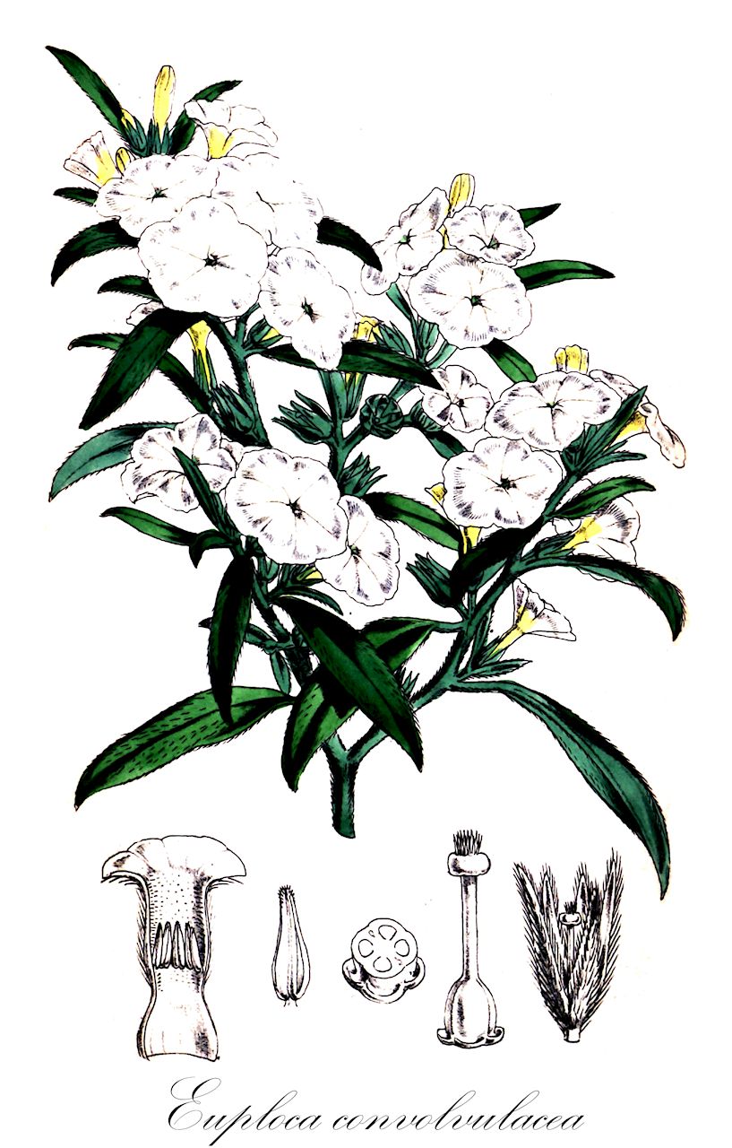 Euploca convolvulacea - Boraginaceae,Plantae,Pteridobiotina,Angiosperms,Boraginales,Boraginaceae,Euploca,Euploca convolvulacea,Batschia albiflora, Euploca albiflora, Euploca aurea, Euploca grandiflora, Heliotropium convolvulaceum