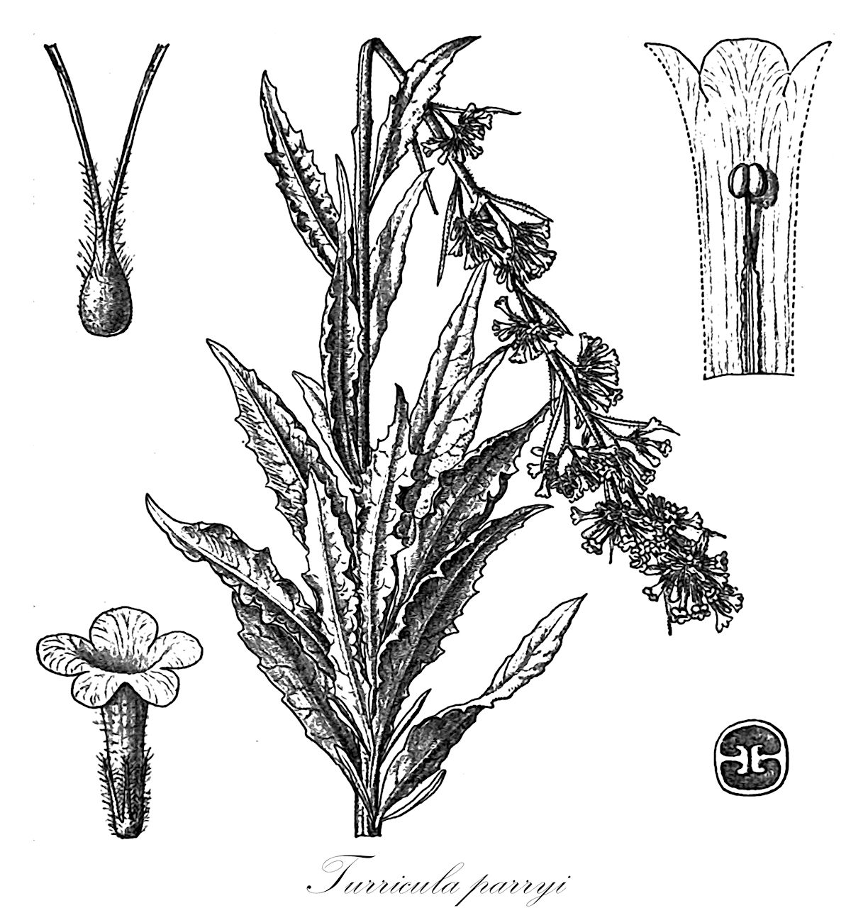 Turricula parryi - Boraginaceae,Plantae,Pteridobiotina,Angiosperms,Boraginales,Boraginaceae,Turricula,Turricula parryi,Eriodictyon parryi, Marilaunidium parryi, Nama parryi