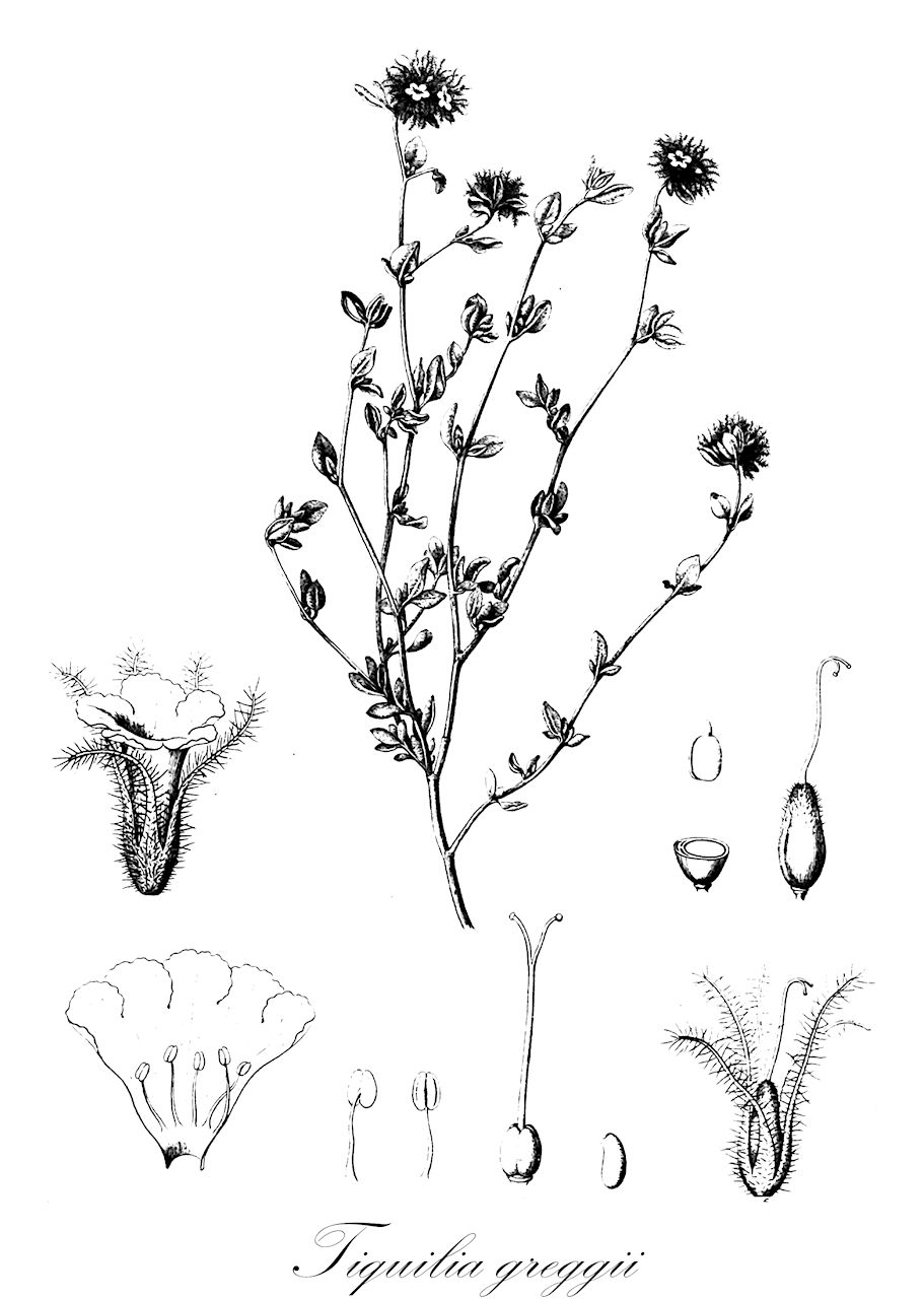 Tiquilia greggii - Boraginaceae,Plantae,Pteridobiotina,Angiosperms,Boraginales,Boraginaceae,Tiquilia,Tiquilia greggii,Coldenia greggii, Ptilocalyx greggii