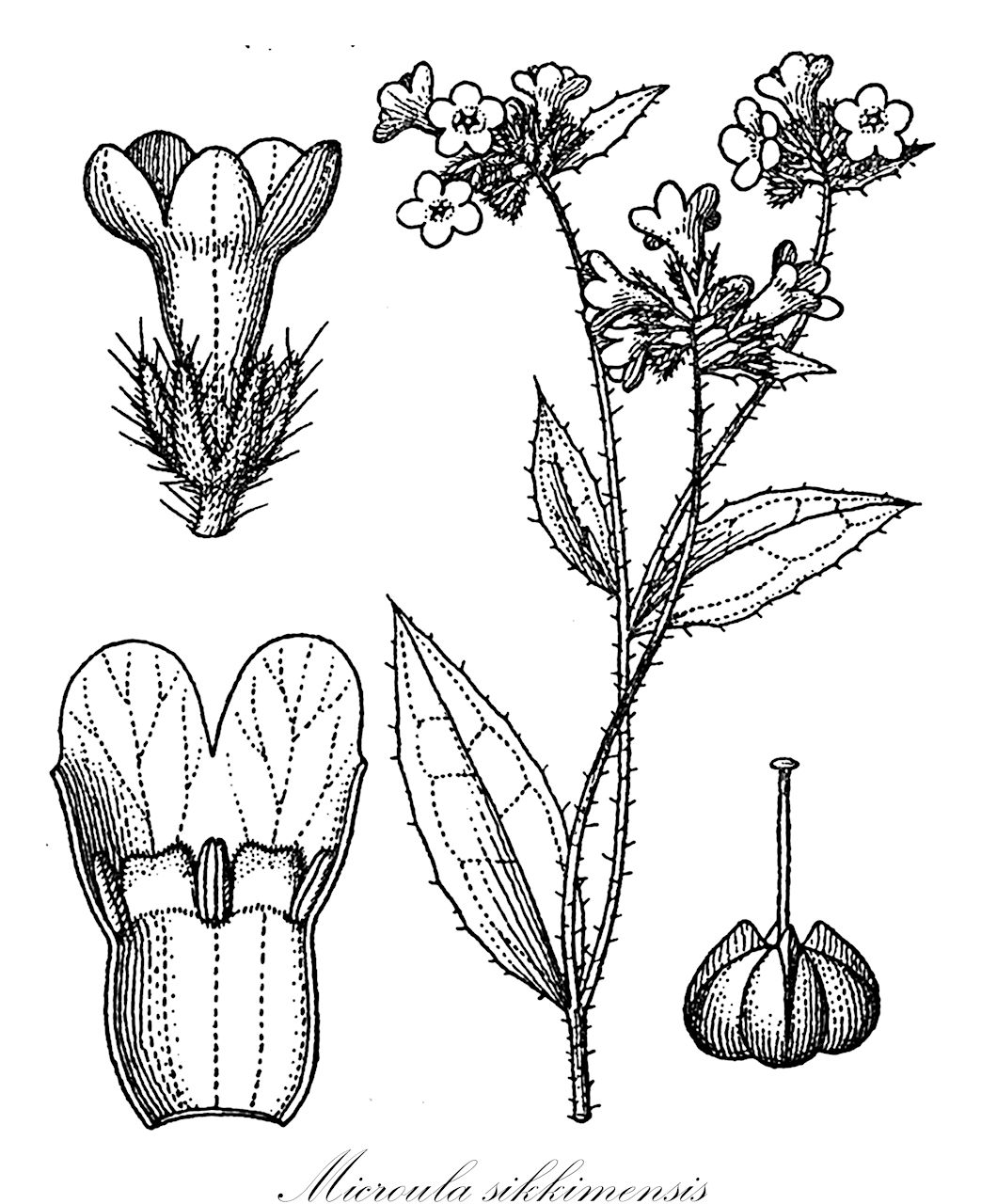 Microula sikkimensis - Boraginaceae,Plantae,Pteridobiotina,Angiosperms,Boraginales,Boraginaceae,Microula,Microula sikkimensis,Anchusa sikkimensis, Anoplocaryum limprichtii, Microula duthiei, Tretocarya sikkimensis