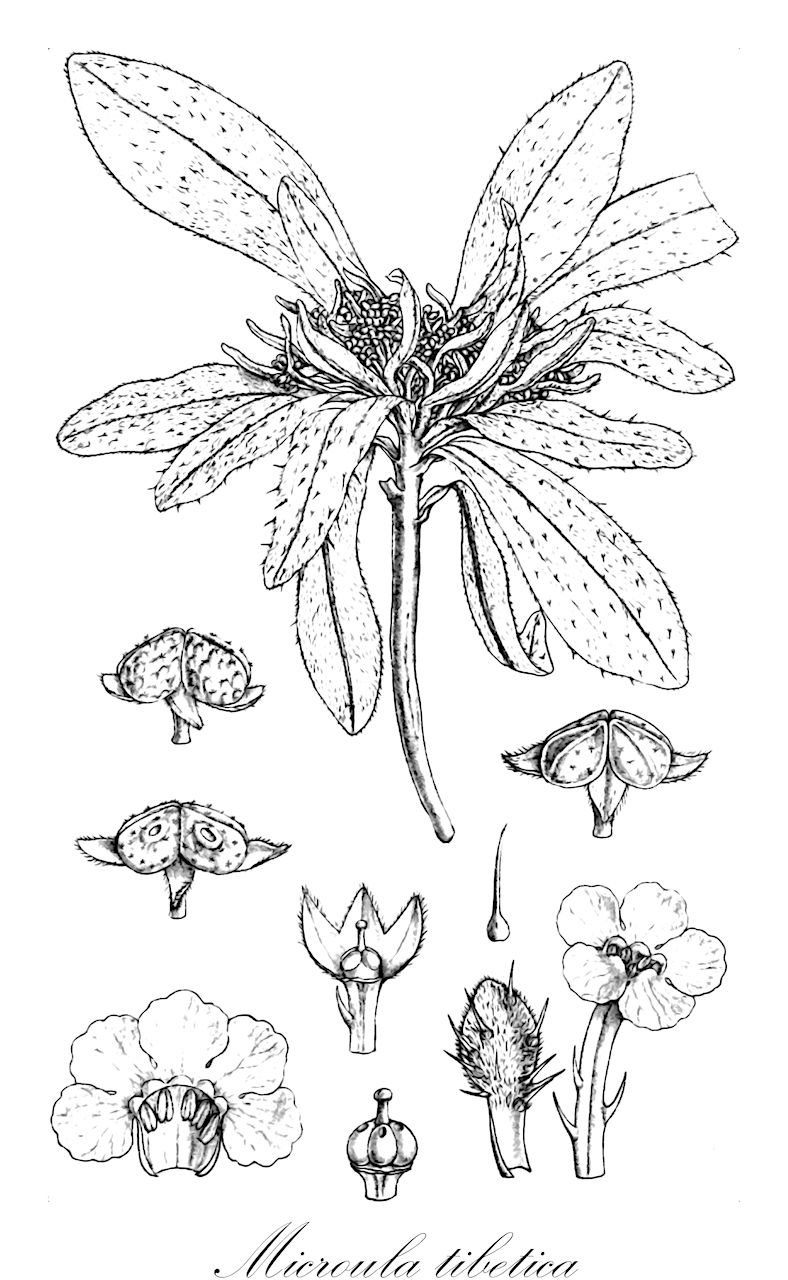 Microula tibetica - Boraginaceae,Plantae,Pteridobiotina,Angiosperms,Boraginales,Boraginaceae,Microula,Microula tibetica,Microula benthamii, Microula tibetica var. tibetica