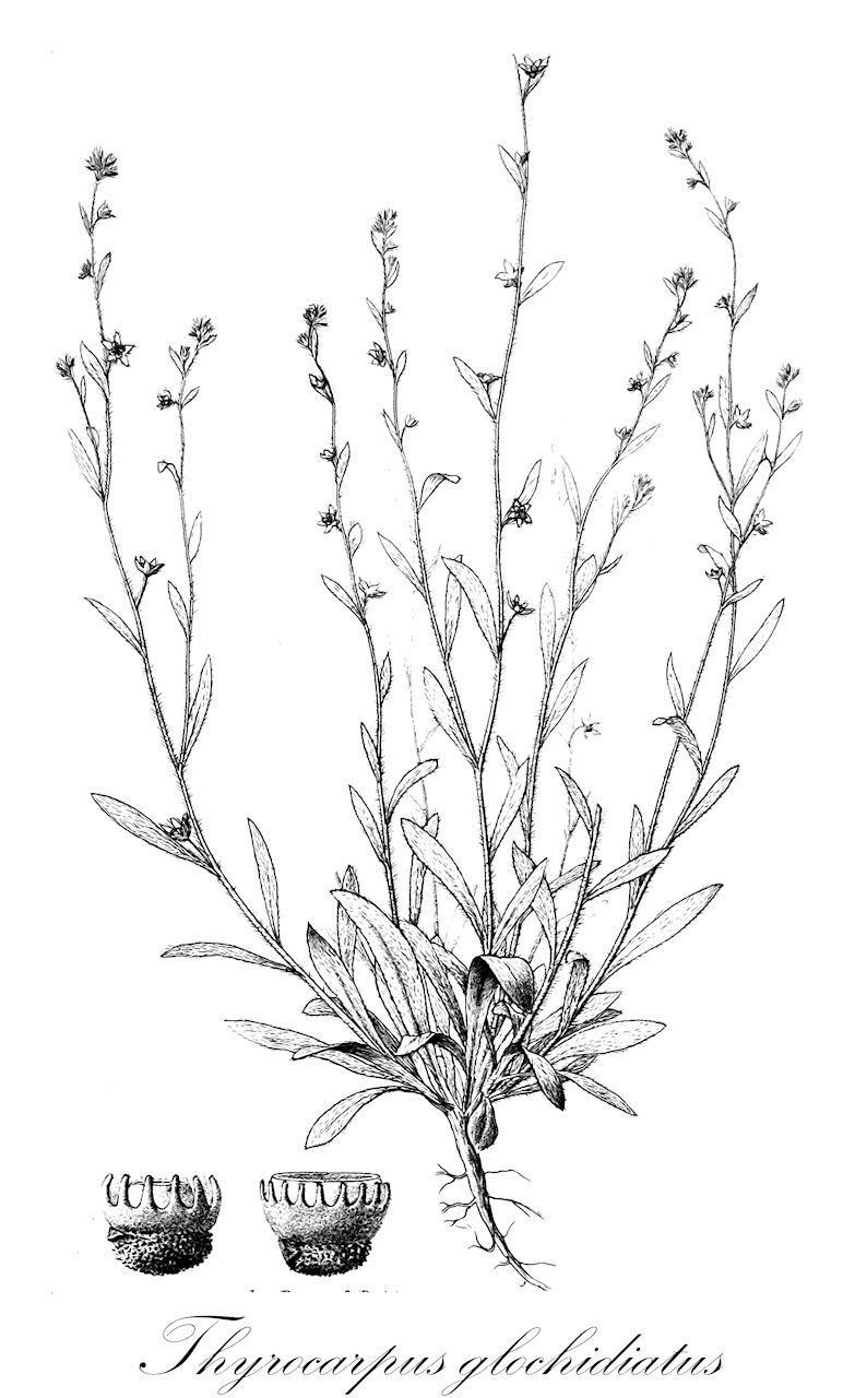 Thyrocarpus glochidiatus - Boraginaceae,Plantae,Pteridobiotina,Angiosperms,Boraginales,Boraginaceae,Thyrocarpus,Thyrocarpus glochidiatus