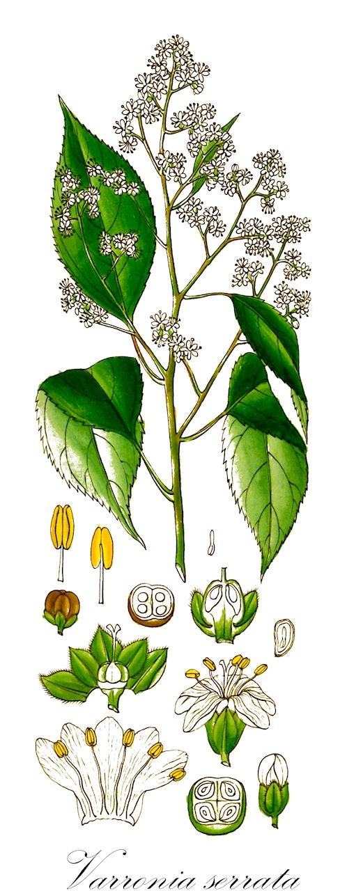 Varronia serrata - Boraginaceae,Plantae,Pteridobiotina,Angiosperms,Boraginales,Boraginaceae,Varronia,Varronia serrata,Cordia chamaedrifolia, Cordia chamaedrifolia, Cordia mirabiliflora, Cordia mirabiliflora var. chamaedrifolia, Cordia mirabiloides, Cordia strigosa, Cordiopsis mirabiliflora, Cordiopsis mirabiloides, Topiaris geniculata, Tournefortia chamaedrifolia, Tournefortia serrata, Varronia geniculata, Varronia mirabiloides
