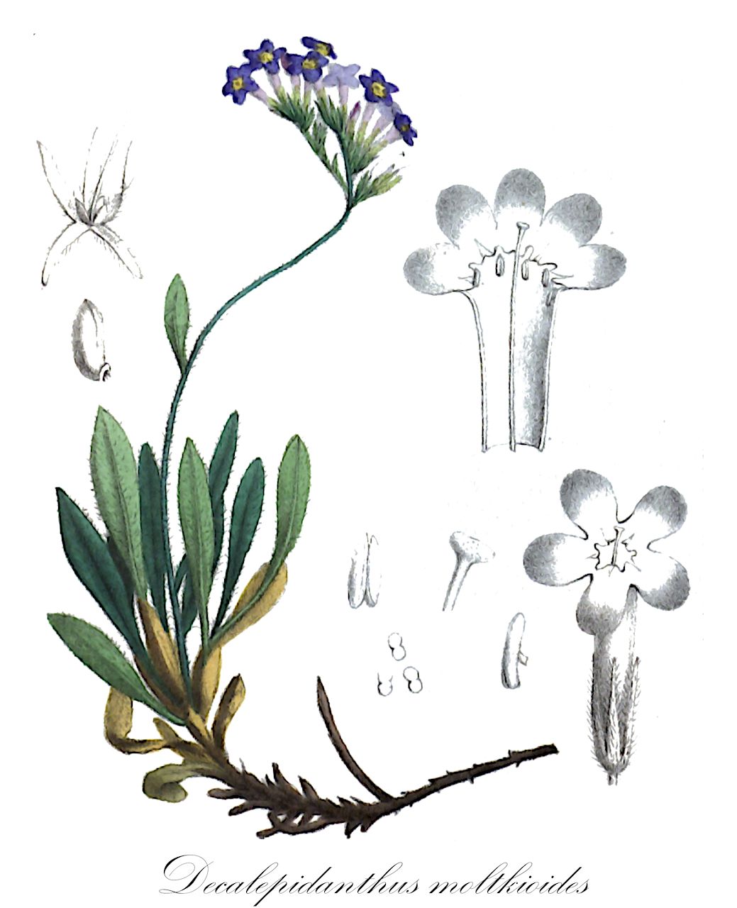 Decalepidanthus moltkioides - Boraginaceae,Plantae,Pteridobiotina,Angiosperms,Boraginales,Boraginaceae,Decalepidanthus,Decalepidanthus moltkioides,Anchusa moltkioides, Eritrichium nemorosum, Lithospermum moltkioides, Lithospermum ovalifolium, Mertensia moltkioides, Mertensia nemorosa, Mertensia primuloides var. tanneri, Myosotis moltkioides, Pseudomertensia moltkioides, Pseudomertensia moltkioides var. moltkioides, Pseudomertensia moltkioides var. tanneri, Pseudomertensia ovalifolium