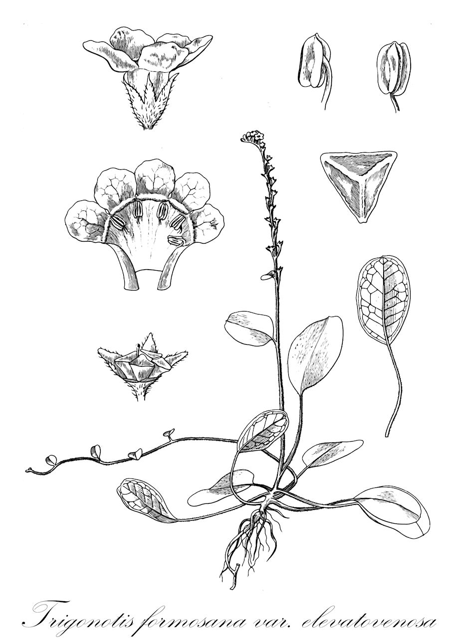 Trigonotis formosana var. elevatovenosa - Boraginaceae,Plantae,Pteridobiotina,Angiosperms,Boraginales,Boraginaceae,Trigonotis,Trigonotis formosana,Trigonotis formosana var. elevatovenosa,Trigonotis elevatovenosa