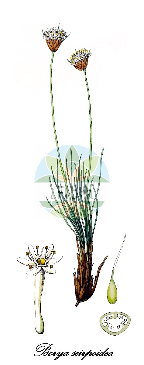 Borya scirpoidea - Boryaceae,Plantae,Pteridobiotina,Angiosperms,Asparagales,Boryaceae,Borya,Borya scirpoidea,Borya gracilis