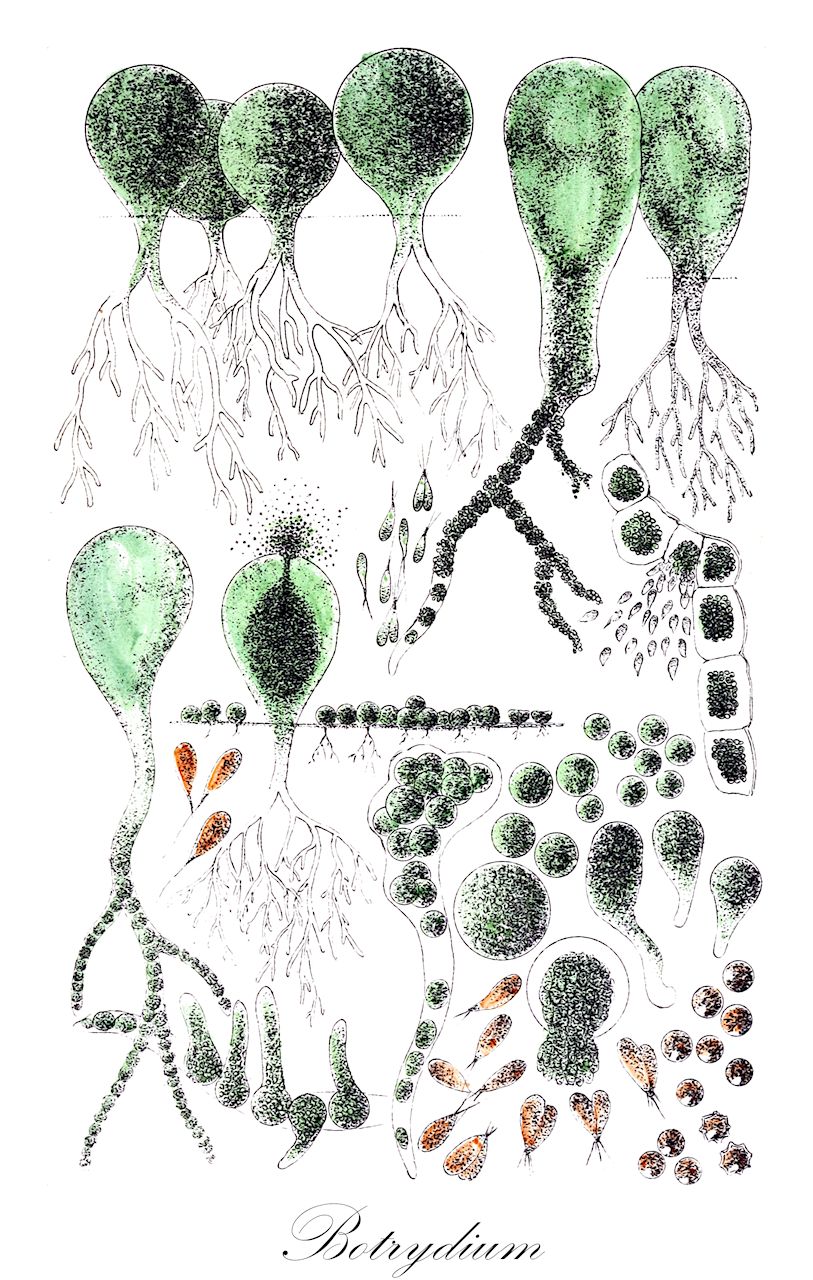 Botrydium - Botrydiopsidaceae,Biota,Chromista,Ochrophyta,Xanthophyceae,Vaucheriales,Botrydiaceae,Botrydium