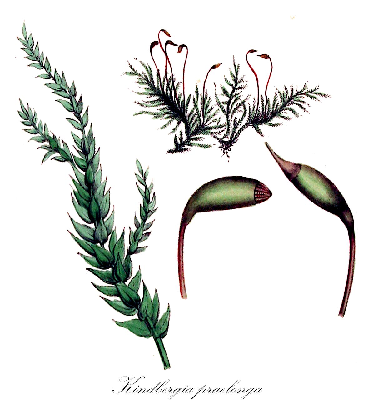Kindbergia praelonga - Brachytheciaceae,Plantae,Bryobiotina,Bryophyta,Bryopsida,Bryidae,Hypnanae,Hypnales,Brachytheciaceae,Kindbergia,Kindbergia praelonga,Bryhnia stokesii, Campylium serratum, Eurhynchium acutifolium, Eurhynchium distans, Eurhynchium exasperatum, Eurhynchium praelongum, Eurhynchium praelongum f. chrysophylloides, Eurhynchium praelongum f. distichum, Eurhynchium praelongum subsp. praelongum, Eurhynchium praelongum var. californicum, Eurhynchium praelongum var. chrysophylloides, Eurhynchium praelongum var. distans, Eurhynchium praelongum var. distichum, Eurhynchium praelongum var. praelongum, Eurhynchium praelongum var. stokesii, Eurhynchium praelongum var. teneriffae, Eurhynchium praelongum var. tenerum, Eurhynchium stokesii, Eurhynchium stokesii subsp. pseudospeciosum, Eurhynchium stokesii var. abbreviatum, Eurhynchium stokesii var. brachycladum, Eurhynchium stokesii var. californicum, Eurhynchium stokesii var. chrysophylloides, Eurhynchium stokesii var. densum, Eurhynchium stokesii var. elatum, Eurhynchium stokesii var. elodes, Eurhynchium stokesii var. erectum, Eurhynchium stokesii var. fallax, Eurhynchium stokesii var. flaccidum, Eurhynchium stokesii var. gracile, Eurhynchium stokesii var. gracilescens, Eurhynchium stokesii var. longifolium, Eurhynchium stokesii var. praelongum, Eurhynchium stokesii var. robustum, Eurhynchium stokesii var. robustum, Eurhynchium stokesii var. teneriffae, Eurhynchium swartzii var. distans, Hypnum claronii, Hypnum distans, Hypnum exasperatum, Hypnum fulgeriense, Hypnum hians var. distans, Hypnum orthorhynchum, Hypnum praelongum, Hypnum praelongum subsp. stokesii, Hypnum praelongum var. claronii, Hypnum praelongum var. orthorhynchum, Hypnum praelongum var. rigidulum, Hypnum praelongum var. scabrum, Hypnum praelongum var. stokesii, Hypnum praelongum var. suberectum, Hypnum praelongum var. uliginosum, Hypnum pseudodelicatulum, Hypnum royae, Hypnum stokesii, Kindbergia praelonga var. californica, Kindbergia praelonga var. stokesii, Oxyrrhynchium biforme, Oxyrrhynchium distans, Oxyrrhynchium praelongum, Oxyrrhynchium praelongum f. brachycladum, Oxyrrhynchium praelongum f. chrysophylloides, Oxyrrhynchium praelongum f. densum, Oxyrrhynchium praelongum f. elatum, Oxyrrhynchium praelongum f. elodes, Oxyrrhynchium praelongum f. erectum, Oxyrrhynchium praelongum f. fallax, Oxyrrhynchium praelongum f. flaccidum, Oxyrrhynchium praelongum f. gracile, Oxyrrhynchium praelongum f. gracilescens, Oxyrrhynchium praelongum f. longifolium, Oxyrrhynchium praelongum f. robustum, Oxyrrhynchium praelongum f. teneriffae, Oxyrrhynchium praelongum var. californicum, Oxyrrhynchium praelongum var. stokesii, Oxyrrhynchium serratum, Oxyrrhynchium swartzii var. distans, Panckowia stokesii, Pancovia praelonga, Pancovia stokesii, Plagiothecium bifariellum, Rhynchostegium bifariellum, Rhynchostegium praelongum, Rhynchostegium praelongum var. meridionale, Rhynchostegium royae, Rhynchostegium stokesii, Rigodium crassicostatum, Stokesiella praelonga, Stokesiella praelonga var. californica, Stokesiella praelonga var. stokesii