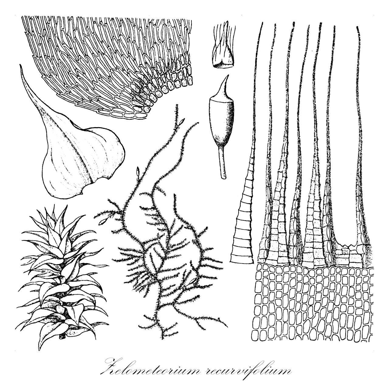 Zelometeorium recurvifolium - Brachytheciaceae,Plantae,Bryobiotina,Bryophyta,Bryopsida,Bryidae,Hypnanae,Hypnales,Brachytheciaceae,Zelometeorium,Zelometeorium recurvifolium,Leskea recurvifolia, Meteoriopsis onusta, Meteoriopsis piligera, Meteoriopsis pseudopatula, Meteoriopsis recurvifolia, Meteoriopsis subrecurvifolia, Meteorium onustum, Meteorium piligerum, Meteorium pseudopatulum, Meteorium recurvifolium, Pilotrichum recurvifolium, Zelometeorium patens var. recurvifolium
