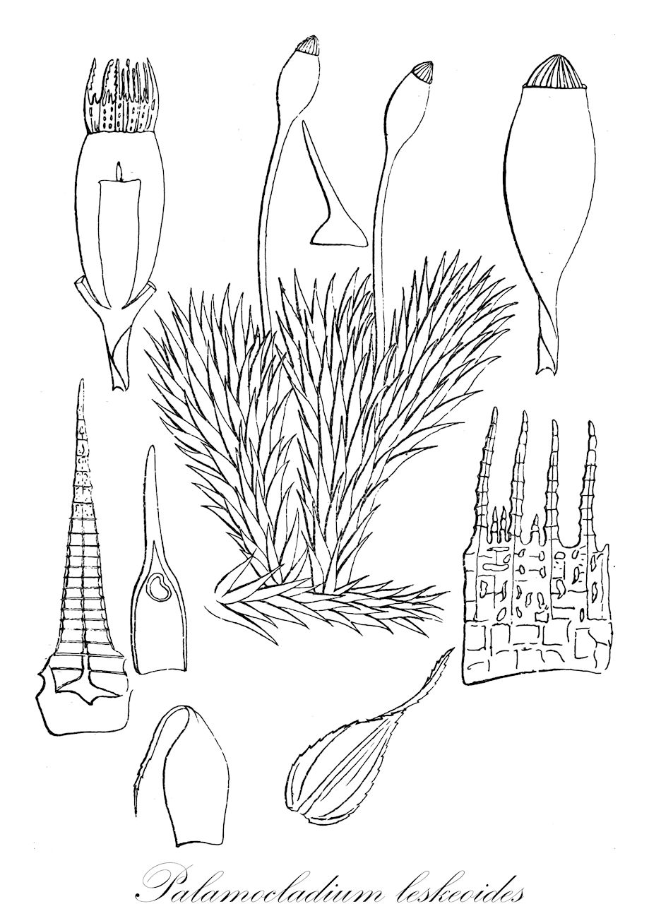 Palamocladium leskeoides - Brachytheciaceae,Plantae,Bryobiotina,Bryophyta,Bryopsida,Bryidae,Hypnanae,Hypnales,Brachytheciaceae,Palamocladium,Palamocladium leskeoides,Astrodontium sericeum, Brachythecium brevirameum, Brachythecium mittenii, Brachythecium scabripes, Eurhynchium macrostegium, Homalothecium afrostriatum, Homalothecium boivinianum, Homalothecium boivinii, Homalothecium bonplandii, Homalothecium excavatum, Homalothecium involvens, Homalothecium leskeoides, Homalothecium longicuspis, Homalothecium macrostegium, Homalothecium mexicanum, Homalothecium nilgheriense, Homalothecium sciureum, Hookeria leskeoides, Hypnum bonplandii, Hypnum macrostegium, Hypnum nilgheriense, Hypnum nilgheriense var. ceylonicum, Hypnum sciureum, Isothecium nilgheriense, Leskea bonplandii, Leucodon sericeus, Leucodon sericeus var. afrostriatus, Neckera sericea, Orthothecium nilgheriense, Orthothecium nilgheriense var. ceylanicum, Palamocladium boivinianum, Palamocladium bonplandii, Palamocladium involvens, Palamocladium macrostegium, Palamocladium macrostegium f. filirameum, Palamocladium macrostegium f. pilifolium, Palamocladium macrostegium var. excavatum, Palamocladium nilgheriense, Palamocladium nilgheriense f. luzonense, Palamocladium nilgheriense var. ceylanicum, Palamocladium sciureum, Palamocladium sciureum var. excavatum, Palamocladium sericeum, Palamocladium sericeum var. afrostriatum, Palamocladium subsericeum, Pleuropus boivinianus, Pleuropus bonplandii, Pleuropus brevisetus, Pleuropus fenestratus, Pleuropus fenestratus f. brachyphyllus, Pleuropus involvens, Pleuropus leskeoides, Pleuropus luzonensis, Pleuropus luzonensis f. gracilicaulis, Pleuropus nilgheriensis, Pleuropus sciureus, Pleuropus sciureus f. filirameus, Pleuropus sciureus f. pilifolius, Pleuropus sciureus var. excavatus, Pleuropus sericeus, Pleuropus sericeus var. afrostriatus, Pleuropus subsericeus, Ptychodium perattenuatum, Ptychodium plicatulum