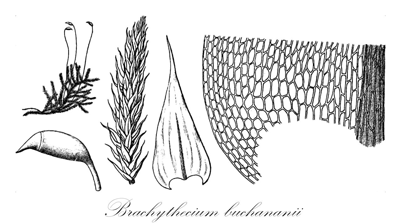 Brachythecium buchananii - Brachytheciaceae,Plantae,Bryobiotina,Bryophyta,Bryopsida,Bryidae,Hypnanae,Hypnales,Brachytheciaceae,Brachythecium,Brachythecium buchananii,Brachythecium abakanense, Brachythecium amnicola, Brachythecium buchananii var. cuspidiferum, Brachythecium buchananii var. japonicum, Brachythecium buchananii var. macrostegium, Brachythecium carinatum, Brachythecium cuspidiferum, Brachythecium fasciculirameum, Brachythecium perminusculum, Brachythecium planiusculum, Brachythecium planiusculum var. subpiliferum, Brachythecium siamense, Brachythecium thraustum, Brachythecium viridefactum, Brachythecium yunnanense, Hypnum buchananii, Hypnum cuspidiferum, Hypnum simodense, Oxyrrhynchium microrusciforme, Platyhypnidium microrusciforme, Rhynchostegium microrusciforme