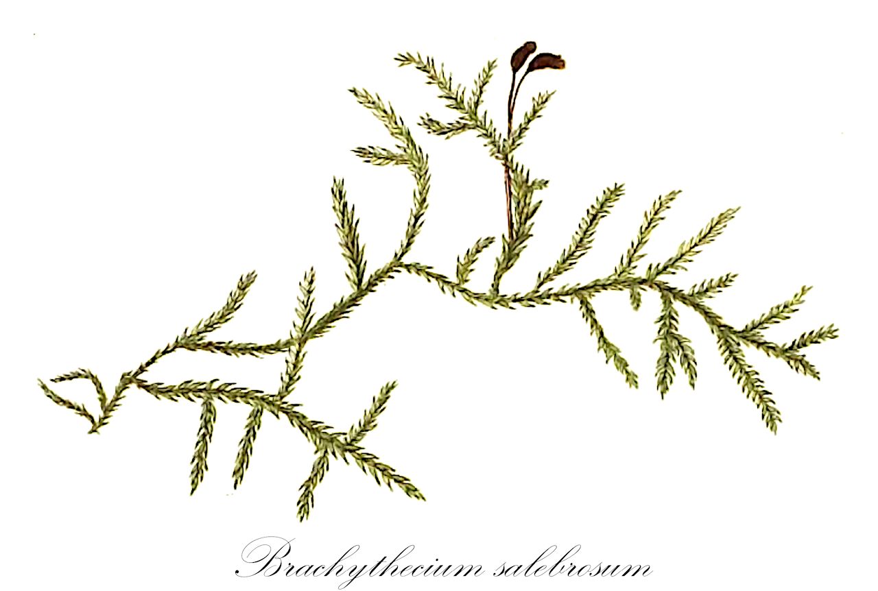 Brachythecium salebrosum - Brachytheciaceae,Plantae,Bryobiotina,Bryophyta,Bryopsida,Bryidae,Hypnanae,Hypnales,Brachytheciaceae,Brachythecium,Brachythecium salebrosum,Brachythecium campestre var. cylindroides, Brachythecium cylindricum var. cylindroides, Brachythecium cylindroides, Brachythecium flexicaule, Brachythecium jucundum, Brachythecium laevisetum, Brachythecium lanceolatum, Brachythecium ligusticum, Brachythecium polygamum, Brachythecium pseudocollinum, Brachythecium rotaeanum var. cylindroides, Brachythecium salebrosum f. brachycladum, Brachythecium salebrosum f. camptothecioides, Brachythecium salebrosum f. densum, Brachythecium salebrosum f. distichum, Brachythecium salebrosum f. flaccidum, Brachythecium salebrosum f. flagellaceum, Brachythecium salebrosum f. gracile, Brachythecium salebrosum f. homomallum, Brachythecium salebrosum f. longisetum, Brachythecium salebrosum f. lutescens, Brachythecium salebrosum f. obscurum, Brachythecium salebrosum f. paludosum, Brachythecium salebrosum f. piliferum, Brachythecium salebrosum f. polygamum, Brachythecium salebrosum f. pseudoglareosum, Brachythecium salebrosum f. pseudopopuleum, Brachythecium salebrosum f. robustum, Brachythecium salebrosum f. sericans, Brachythecium salebrosum f. subglareosum, Brachythecium salebrosum f. subpinnatum, Brachythecium salebrosum subsp. jucundum, Brachythecium salebrosum subsp. lanceolatum, Brachythecium salebrosum subsp. ligusticum, Brachythecium salebrosum subsp. sericeum, Brachythecium salebrosum subsp. vineale, Brachythecium salebrosum var. angustifolium, Brachythecium salebrosum var. brachycladum, Brachythecium salebrosum var. cylindroides, Brachythecium salebrosum var. densum, Brachythecium salebrosum var. distichum, Brachythecium salebrosum var. eurhynchioides, Brachythecium salebrosum var. flaccidum, Brachythecium salebrosum var. frigidum, Brachythecium salebrosum var. gracile, Brachythecium salebrosum var. homomallum, Brachythecium salebrosum var. jucundum, Brachythecium salebrosum var. lanceolatum, Brachythecium salebrosum var. longisetum, Brachythecium salebrosum var. paludosum, Brachythecium salebrosum var. paludosum, Brachythecium salebrosum var. paraphylliferum, Brachythecium salebrosum var. polygamum, Brachythecium salebrosum var. pratense, Brachythecium salebrosum var. robustum, Brachythecium salebrosum var. rugulosum, Brachythecium salebrosum var. sericeum, Brachythecium salebrosum var. thomasii, Brachythecium salebrosum var. vineale, Brachythecium salebrosum var. waghornei, Brachythecium sericeum, Brachythecium subalbicans, Brachythecium vineale, Brachythecium zickendrahtii, Chamberlainia salebrosa, Eurhynchium pseudocollinum, Hypnum albicans var. fasciculatum, Hypnum capillaceum var. thomasii, Hypnum lamarkii, Hypnum plumosum var. salebrosum, Hypnum rotaeanum var. cylindrioides, Hypnum salebrosum, Hypnum salebrosum var. apiculatum, Hypnum salebrosum var. gracile, Hypnum salebrosum var. longisetum, Hypnum salebrosum var. paraphysigerum, Hypnum salebrosum var. torreyanum, Hypnum thomasii, Lescuraea affinis, Pancovia salebrosa, Pseudoleskea affinis, Ptychodium affine, Ptychodium plicatum f. affine, Ptychodium plicatum var. affine