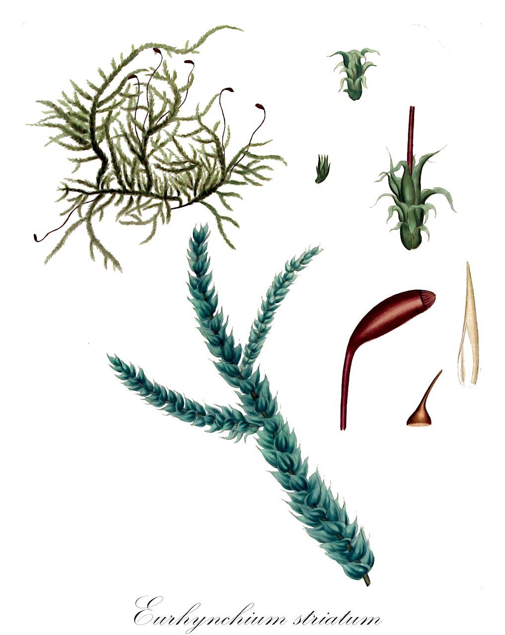 Eurhynchium striatum - Brachytheciaceae,Plantae,Bryobiotina,Bryophyta,Bryopsida,Bryidae,Hypnanae,Hypnales,Brachytheciaceae,Eurhynchium,Eurhynchium striatum,Eurhynchium longirostre, Eurhynchium magnusii, Eurhynchium striatum f. brevinerve, Eurhynchium striatum f. cavernarum, Eurhynchium striatum f. magnusii, Eurhynchium striatum subsp. magnusii, Eurhynchium striatum var. brachysteleum, Eurhynchium striatum var. brevinerve, Eurhynchium striatum var. cavernarum, Eurhynchium striatum var. crispulum, Eurhynchium striatum var. depressum, Eurhynchium striatum var. giganteum, Eurhynchium striatum var. magnusii, Hylocomium striatum, Hypnum elasticum, Hypnum longirostrum, Hypnum obesum, Hypnum striatum, Pancovia striata, Pleurozium striatum, Rhynchostegium striatum, Rhynchostegium striatum var. brachysteleum, Rhynchostegium striatum var. crispulum, Rhynchostegium striatum var. giganteum