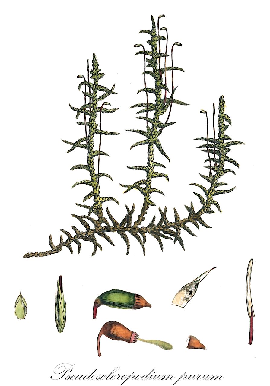 Pseudoscleropodium purum - Brachytheciaceae,Plantae,Bryobiotina,Bryophyta,Bryopsida,Bryidae,Hypnanae,Hypnales,Brachytheciaceae,Pseudoscleropodium,Pseudoscleropodium purum,Brachythecium purum, Calliergon purum, Cuspidaria pseudopura, Hylocomium purum, Hypnum pseudopurum, Hypnum purum, Hypnum purum f. depauperatum, Hypnum purum f. nigrescens, Hypnum purum f. simplex, Hypnum purum var. adpressum, Hypnum purum var. angustifolium, Hypnum purum var. australe, Hypnum purum var. bouvetii, Hypnum purum var. condensatum, Hypnum purum var. distichum, Hypnum purum var. elatum, Hypnum purum var. frondosum, Hypnum purum var. molle, Hypnum purum var. turgescens, Pleurozium purum, Pseudoscleropodium pseudopurum, Pseudoscleropodium purum f. adpressum, Pseudoscleropodium purum f. angustifolium, Pseudoscleropodium purum f. australe, Pseudoscleropodium purum f. bouvetii, Pseudoscleropodium purum f. condensatum, Pseudoscleropodium purum f. depauperatum, Pseudoscleropodium purum f. distichum, Pseudoscleropodium purum f. elatum, Pseudoscleropodium purum f. glaucescens, Pseudoscleropodium purum f. molle, Pseudoscleropodium purum f. nigrescens, Pseudoscleropodium purum f. obscurum, Pseudoscleropodium purum f. oxycladum, Pseudoscleropodium purum f. photophilum, Pseudoscleropodium purum f. sciaphilum, Pseudoscleropodium purum f. simplex, Pseudoscleropodium purum f. squarrosum, Pseudoscleropodium purum f. turgescens, Pseudoscleropodium purum var. acuminatum, Scleropodium pseudopurum, Scleropodium purum, Scleropodium purum f. angustifolium, Scleropodium purum f. photophilum, Scleropodium purum f. sciaphilum, Scleropodium purum var. adpressum, Scleropodium purum var. elatum, Scleropodium purum var. glaucescens, Scleropodium purum var. molle, Scleropodium purum var. obscurum