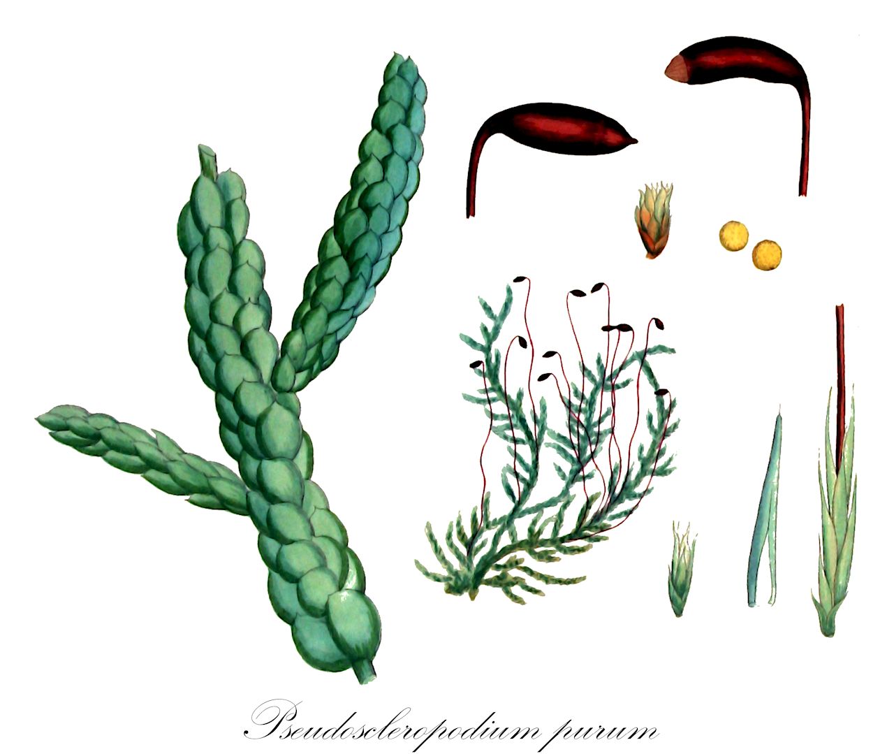 Pseudoscleropodium purum - Brachytheciaceae,Plantae,Bryobiotina,Bryophyta,Bryopsida,Bryidae,Hypnanae,Hypnales,Brachytheciaceae,Pseudoscleropodium,Pseudoscleropodium purum,Brachythecium purum, Calliergon purum, Cuspidaria pseudopura, Hylocomium purum, Hypnum pseudopurum, Hypnum purum, Hypnum purum f. depauperatum, Hypnum purum f. nigrescens, Hypnum purum f. simplex, Hypnum purum var. adpressum, Hypnum purum var. angustifolium, Hypnum purum var. australe, Hypnum purum var. bouvetii, Hypnum purum var. condensatum, Hypnum purum var. distichum, Hypnum purum var. elatum, Hypnum purum var. frondosum, Hypnum purum var. molle, Hypnum purum var. turgescens, Pleurozium purum, Pseudoscleropodium pseudopurum, Pseudoscleropodium purum f. adpressum, Pseudoscleropodium purum f. angustifolium, Pseudoscleropodium purum f. australe, Pseudoscleropodium purum f. bouvetii, Pseudoscleropodium purum f. condensatum, Pseudoscleropodium purum f. depauperatum, Pseudoscleropodium purum f. distichum, Pseudoscleropodium purum f. elatum, Pseudoscleropodium purum f. glaucescens, Pseudoscleropodium purum f. molle, Pseudoscleropodium purum f. nigrescens, Pseudoscleropodium purum f. obscurum, Pseudoscleropodium purum f. oxycladum, Pseudoscleropodium purum f. photophilum, Pseudoscleropodium purum f. sciaphilum, Pseudoscleropodium purum f. simplex, Pseudoscleropodium purum f. squarrosum, Pseudoscleropodium purum f. turgescens, Pseudoscleropodium purum var. acuminatum, Scleropodium pseudopurum, Scleropodium purum, Scleropodium purum f. angustifolium, Scleropodium purum f. photophilum, Scleropodium purum f. sciaphilum, Scleropodium purum var. adpressum, Scleropodium purum var. elatum, Scleropodium purum var. glaucescens, Scleropodium purum var. molle, Scleropodium purum var. obscurum